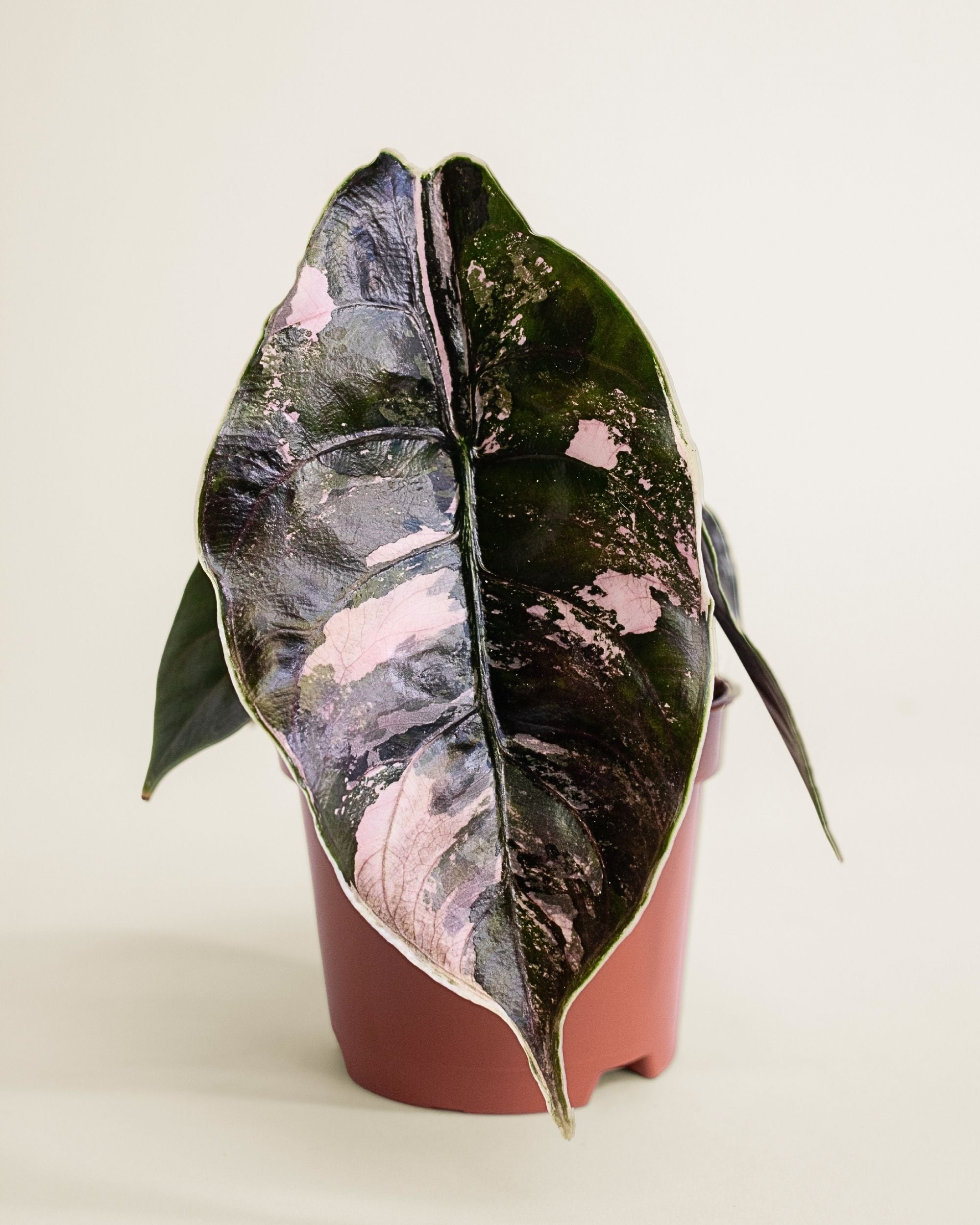 Alocasia Azlanii Albo