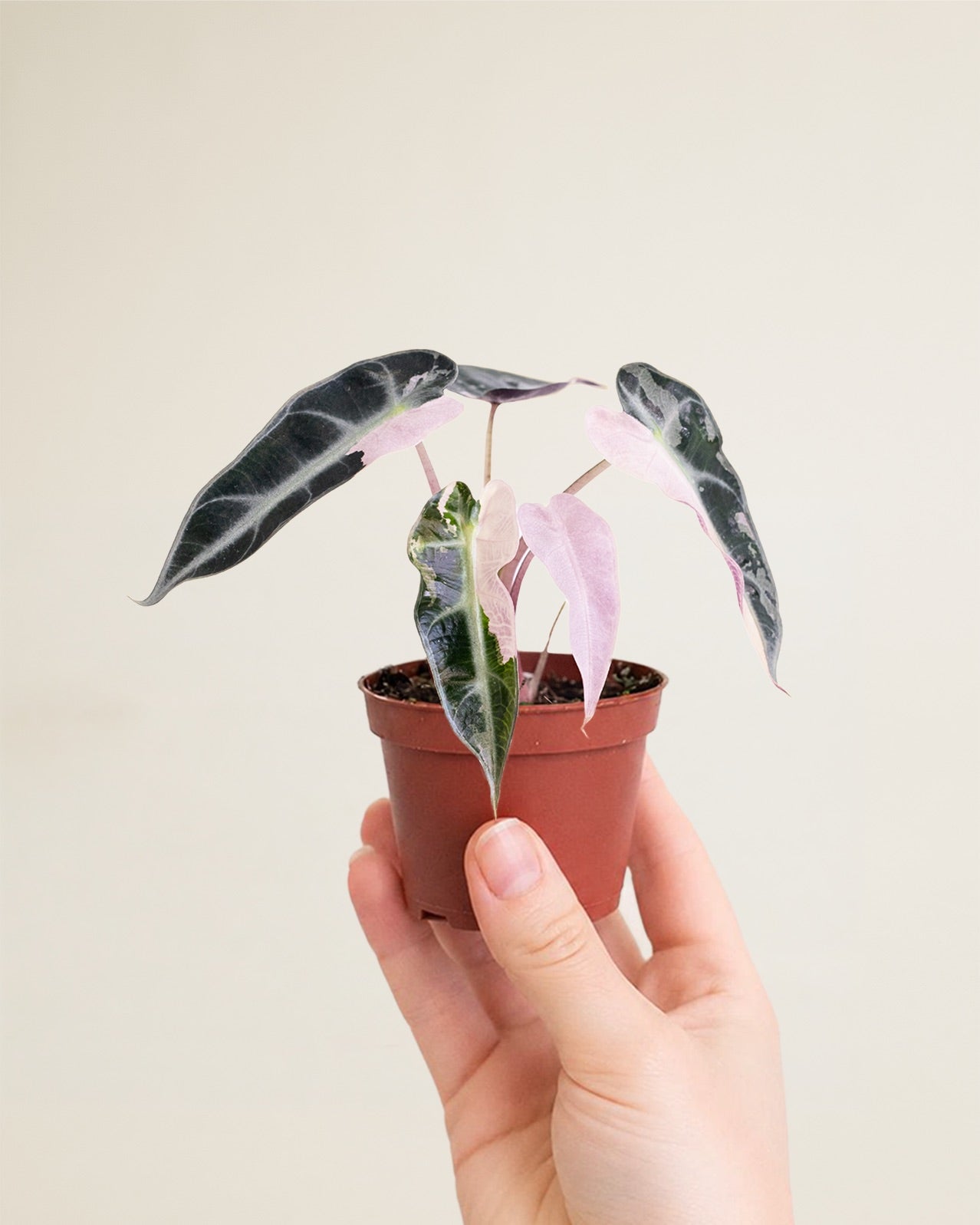 Alocasia Bambino Pink