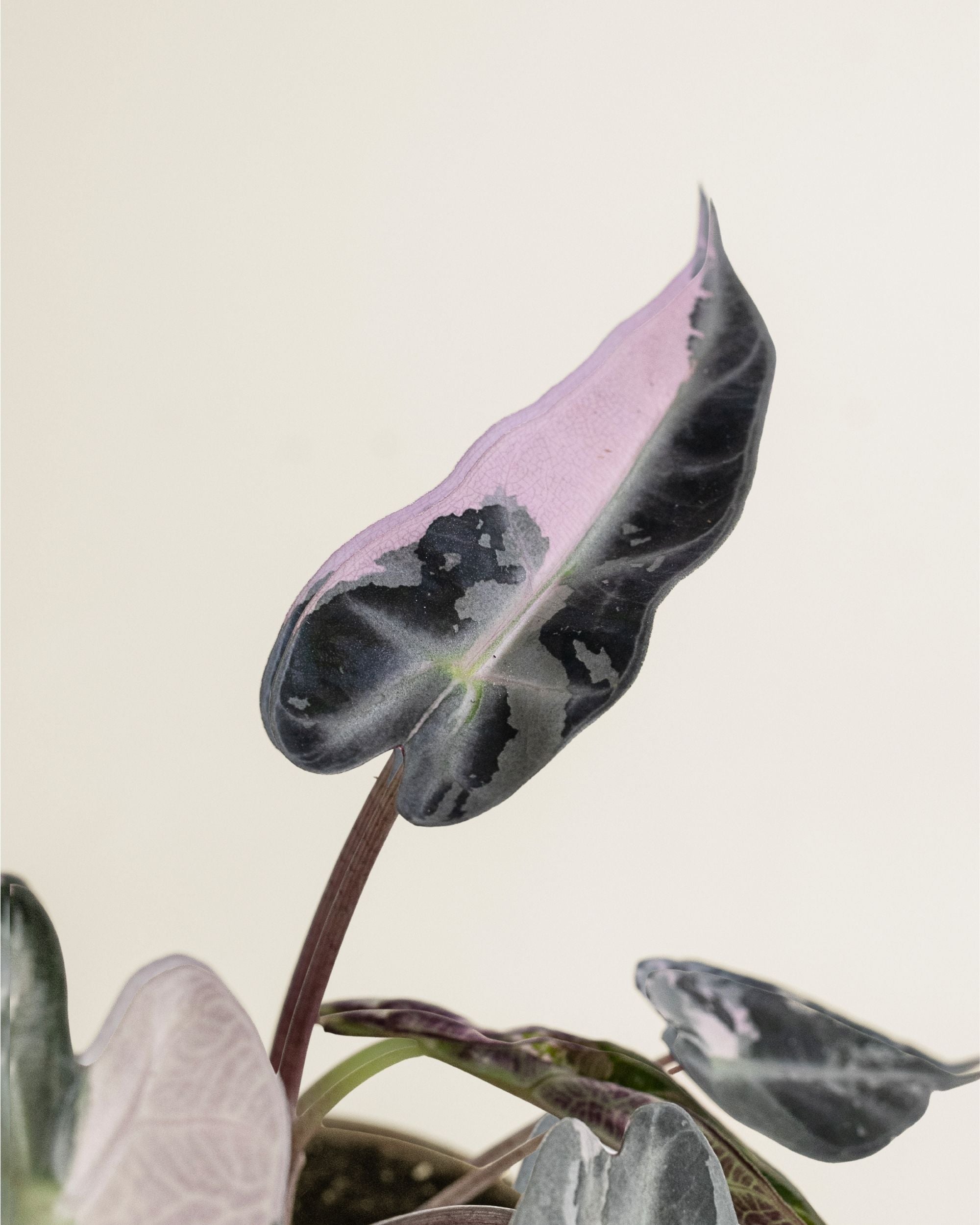 Alocasia Bambino Pink