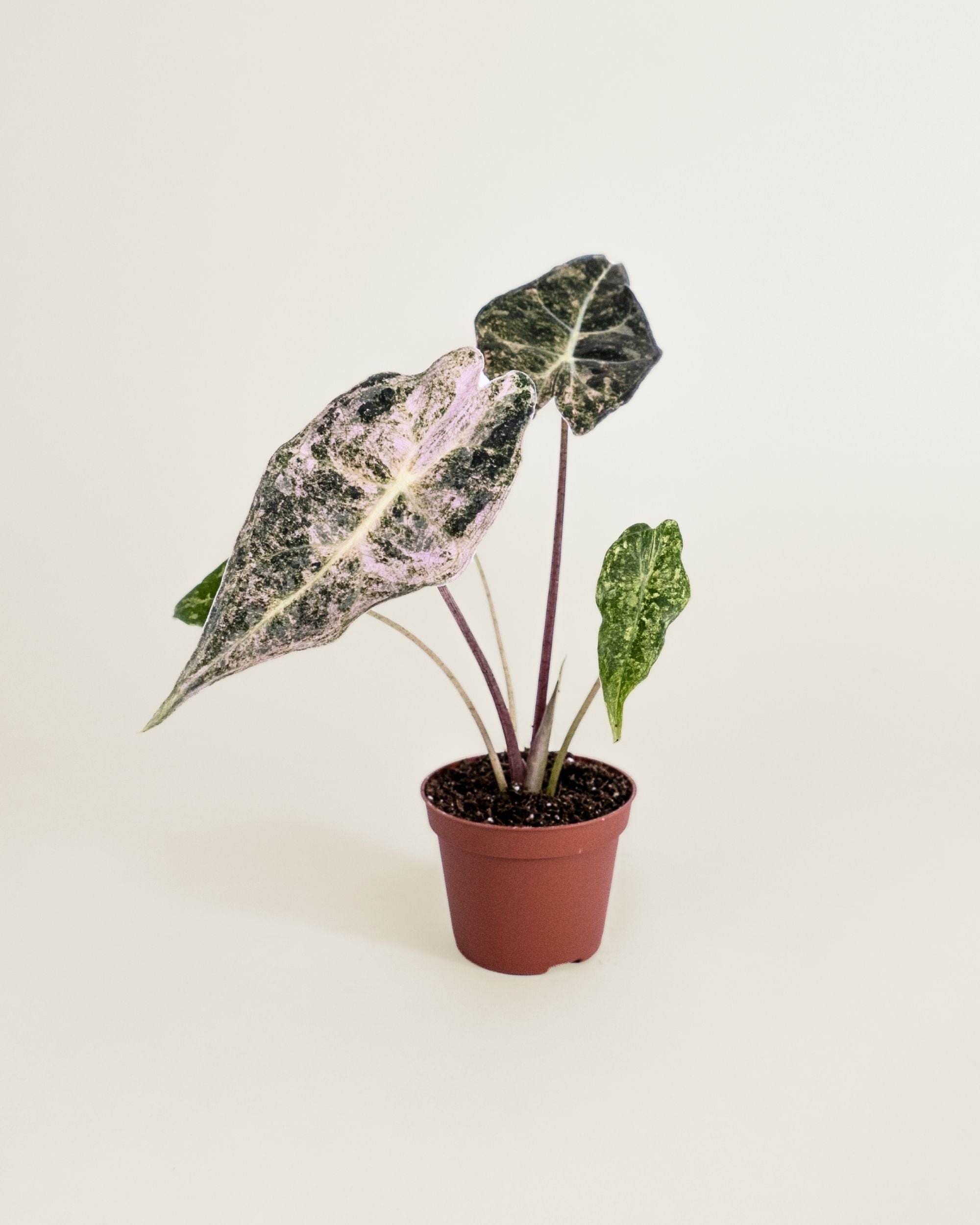 Alocasia Black Satun Stardust