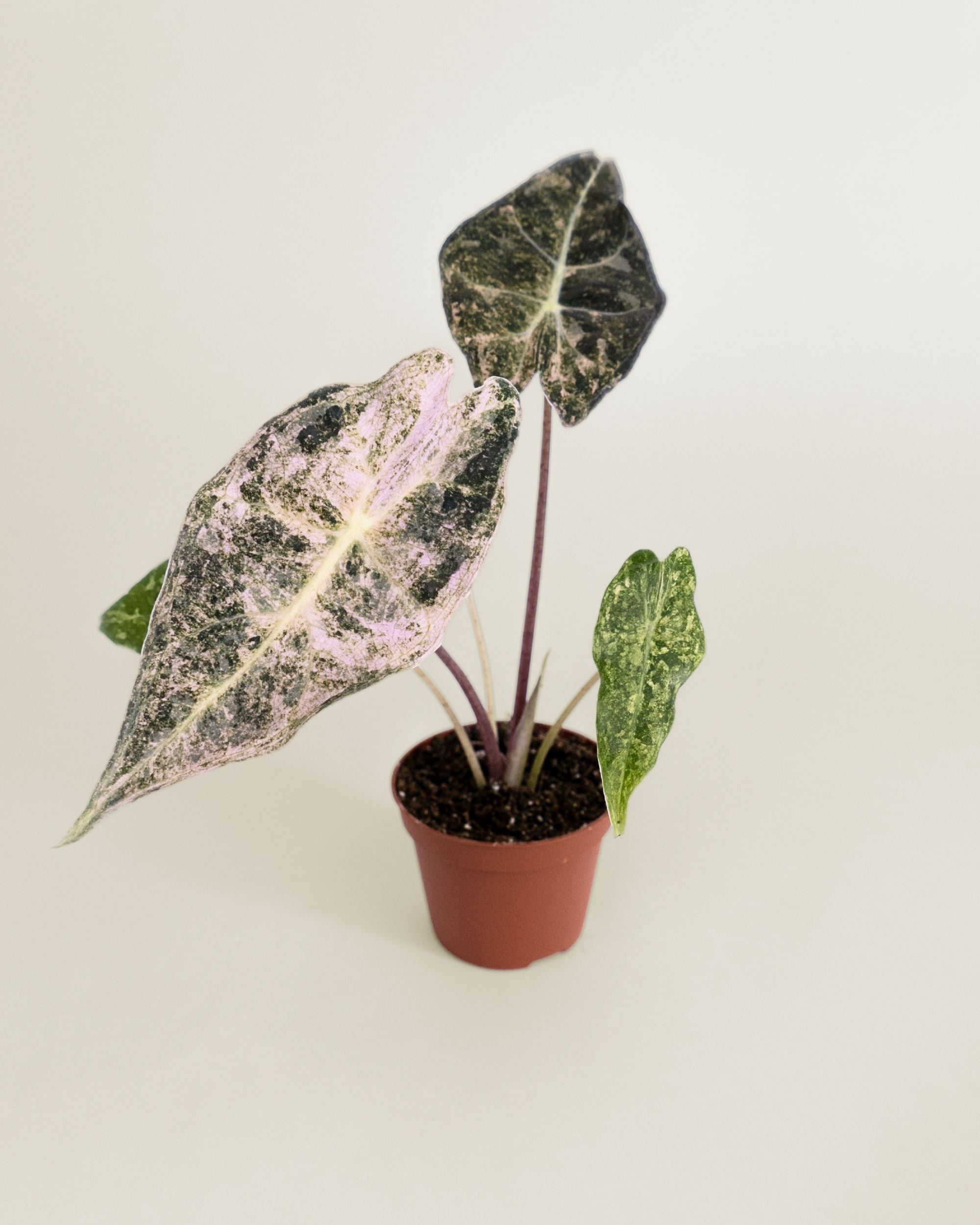 Alocasia Black Satun Stardust
