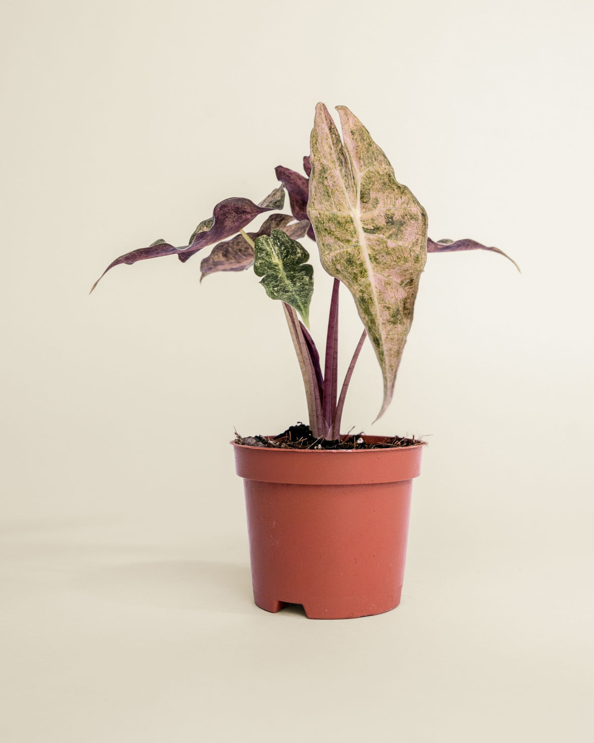 Alocasia Black Satun Stardust