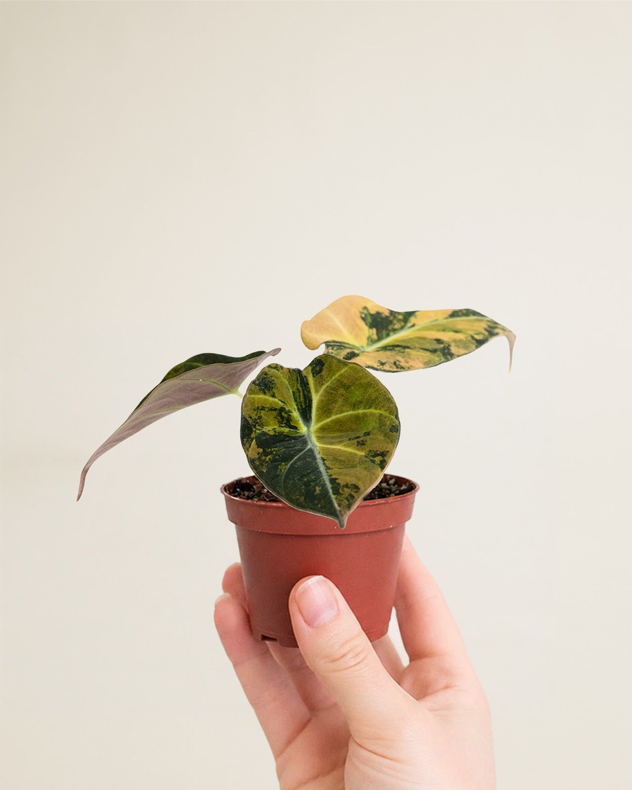 Alocasia Black Velvet Aurea