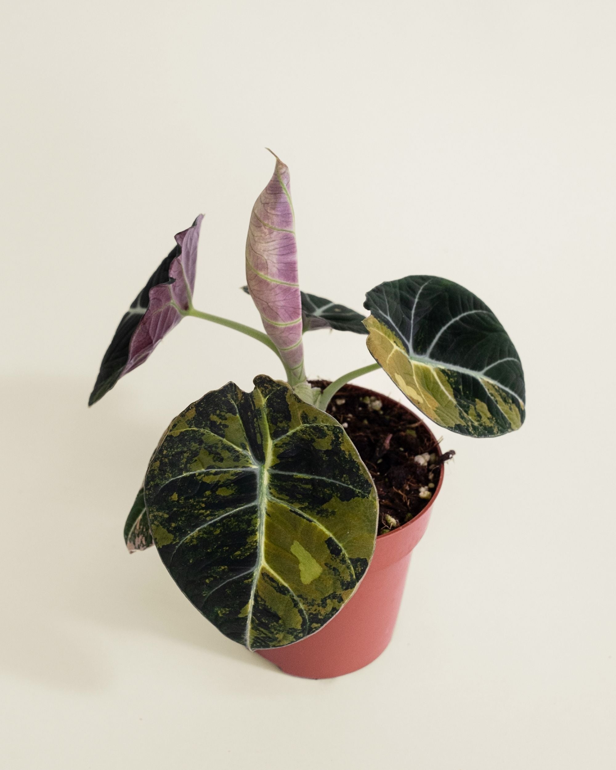 Alocasia Black Velvet Aurea