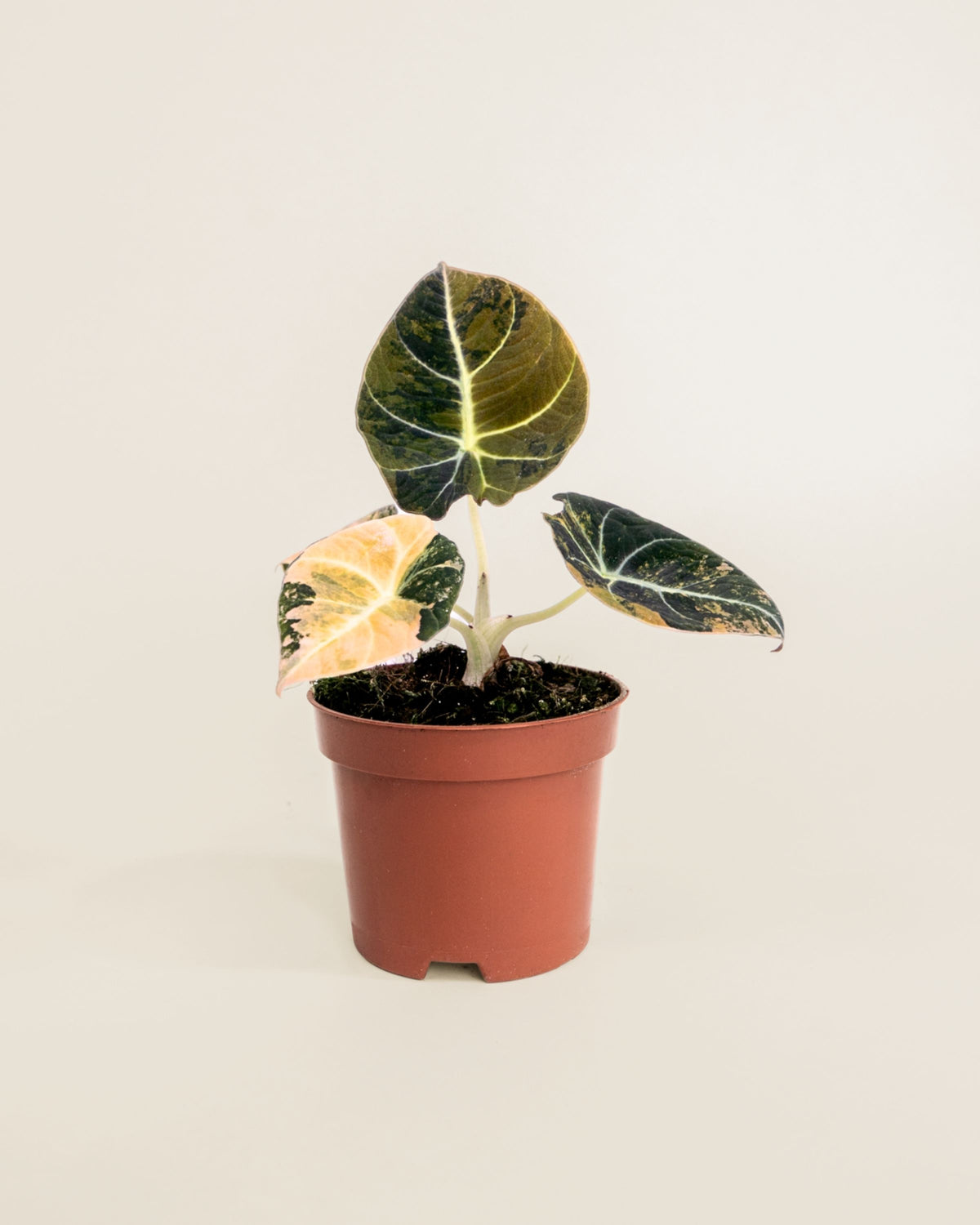 Alocasia Black Velvet Aurea