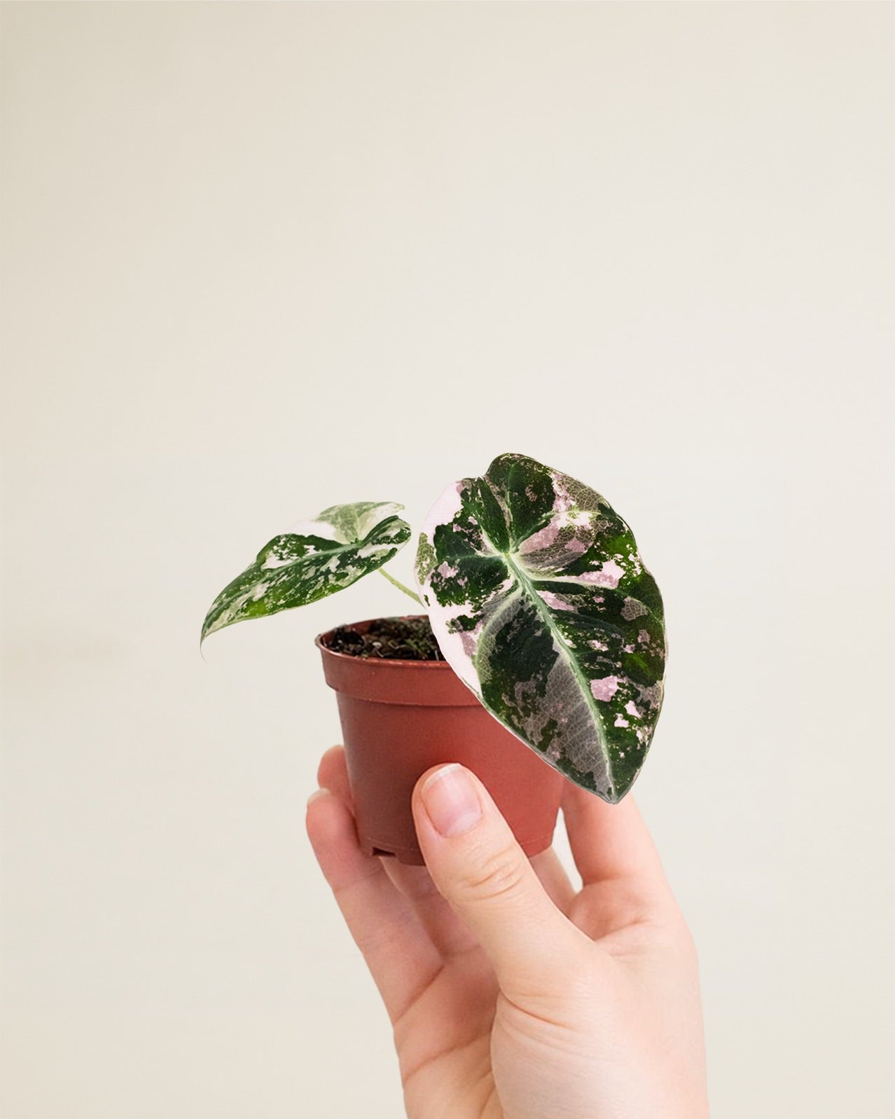 Alocasia Black Velvet Pink