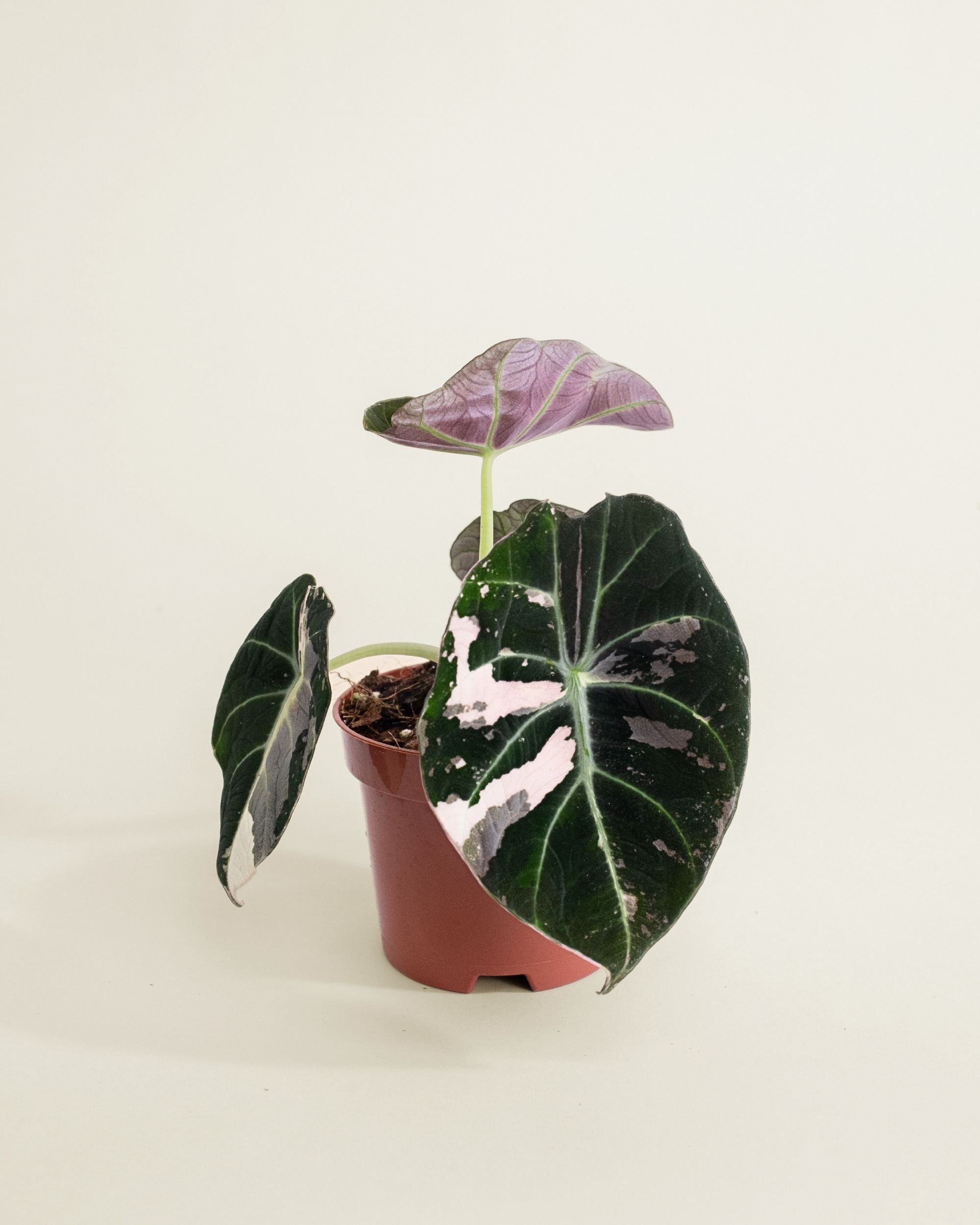 Alocasia Black Velvet Pink