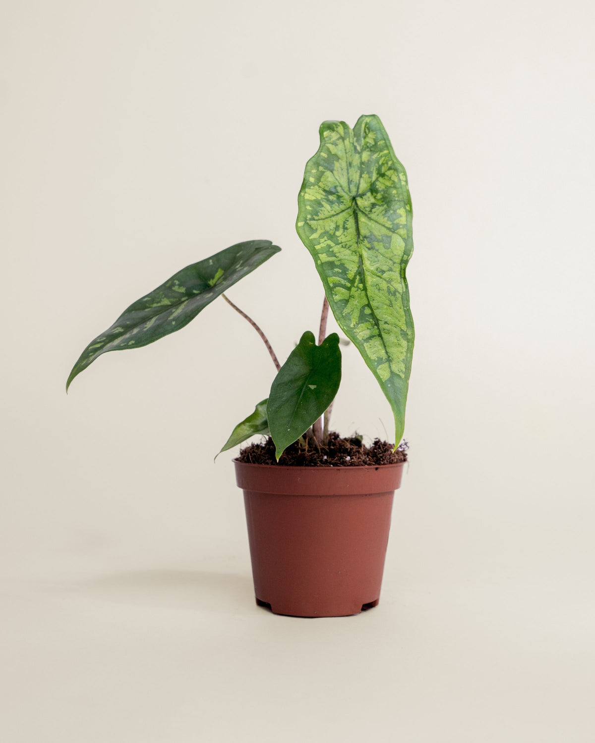 Alocasia Boyceana Shattered Glass