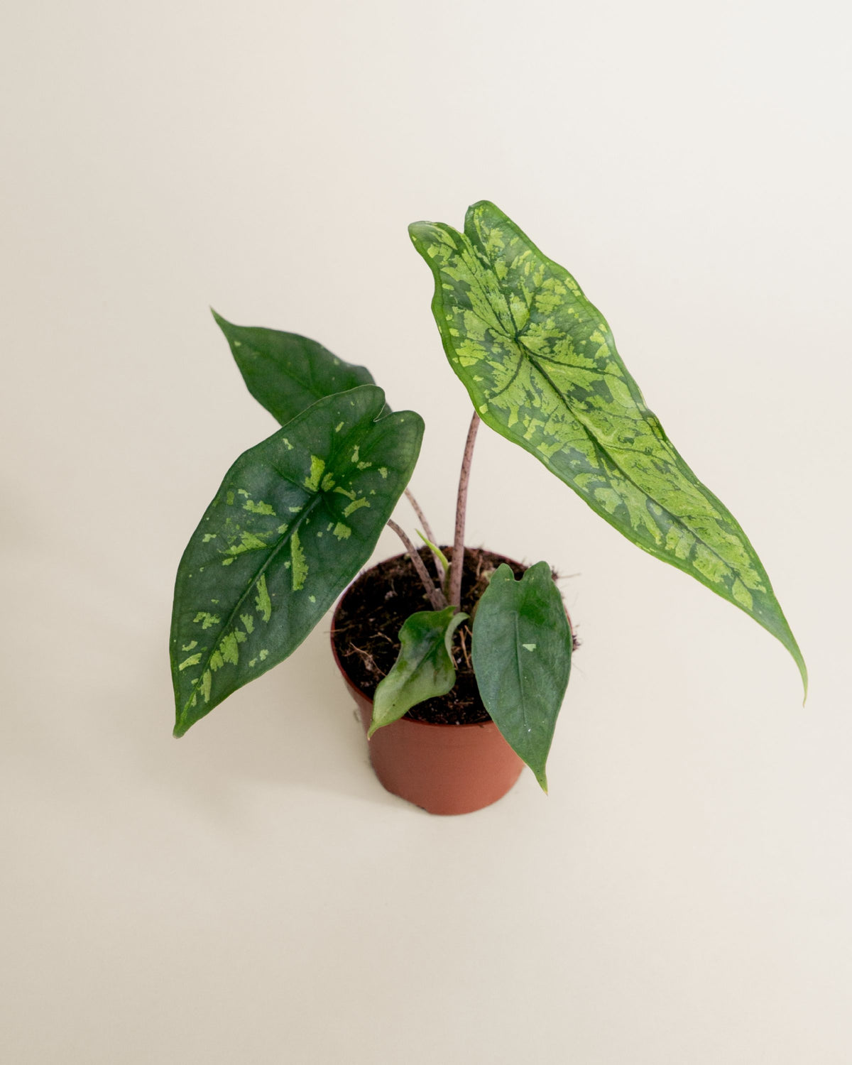 Alocasia Boyceana Shattered Glass
