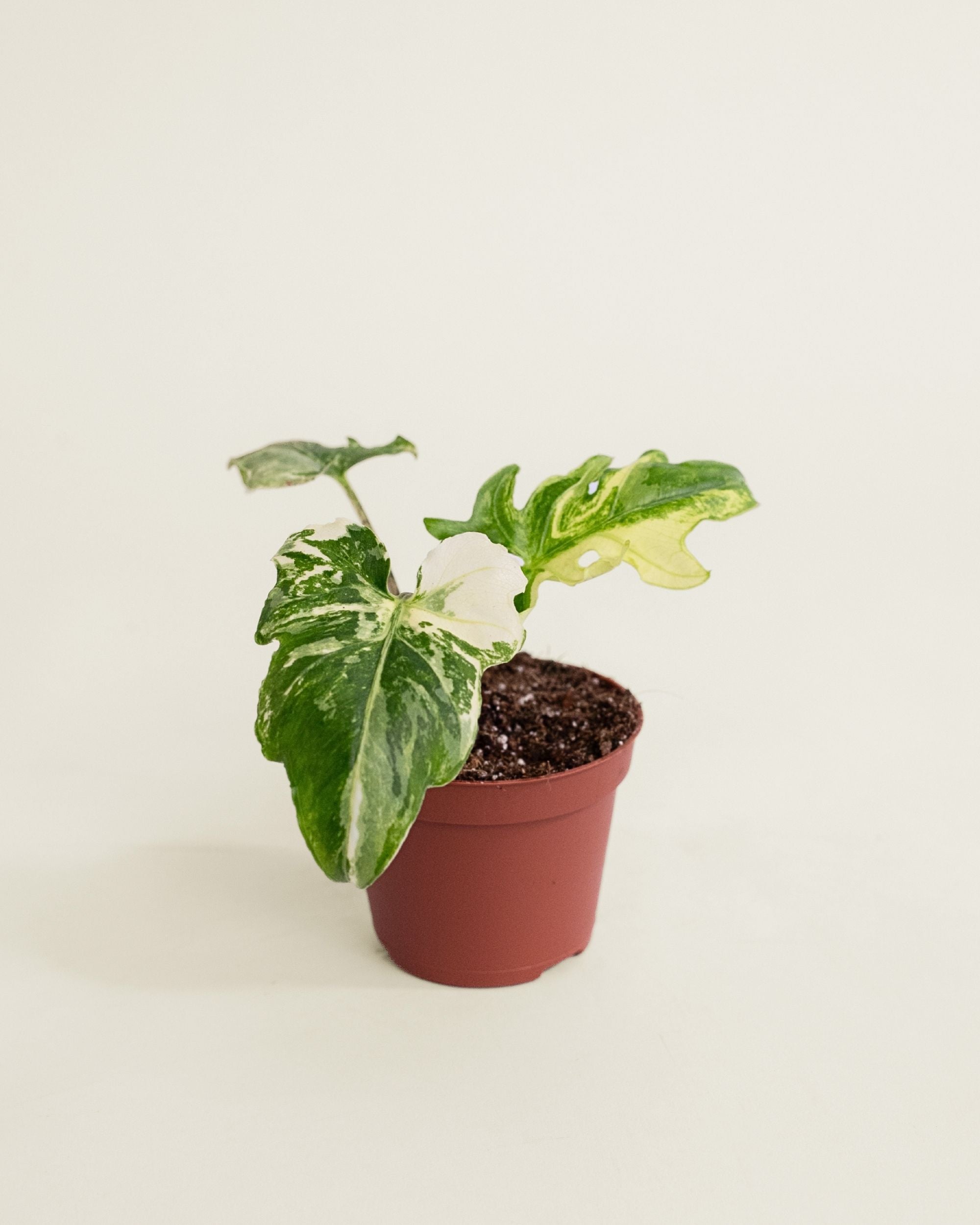 Alocasia Brancifolia Albo