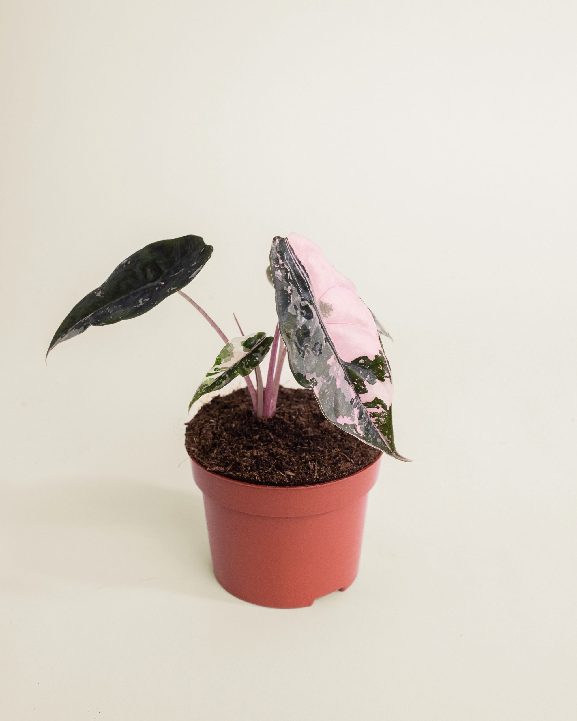Alocasia Chantrieri Pink