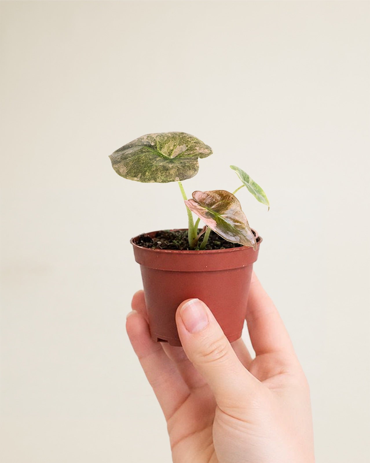 Alocasia Cuprea Pink Mint