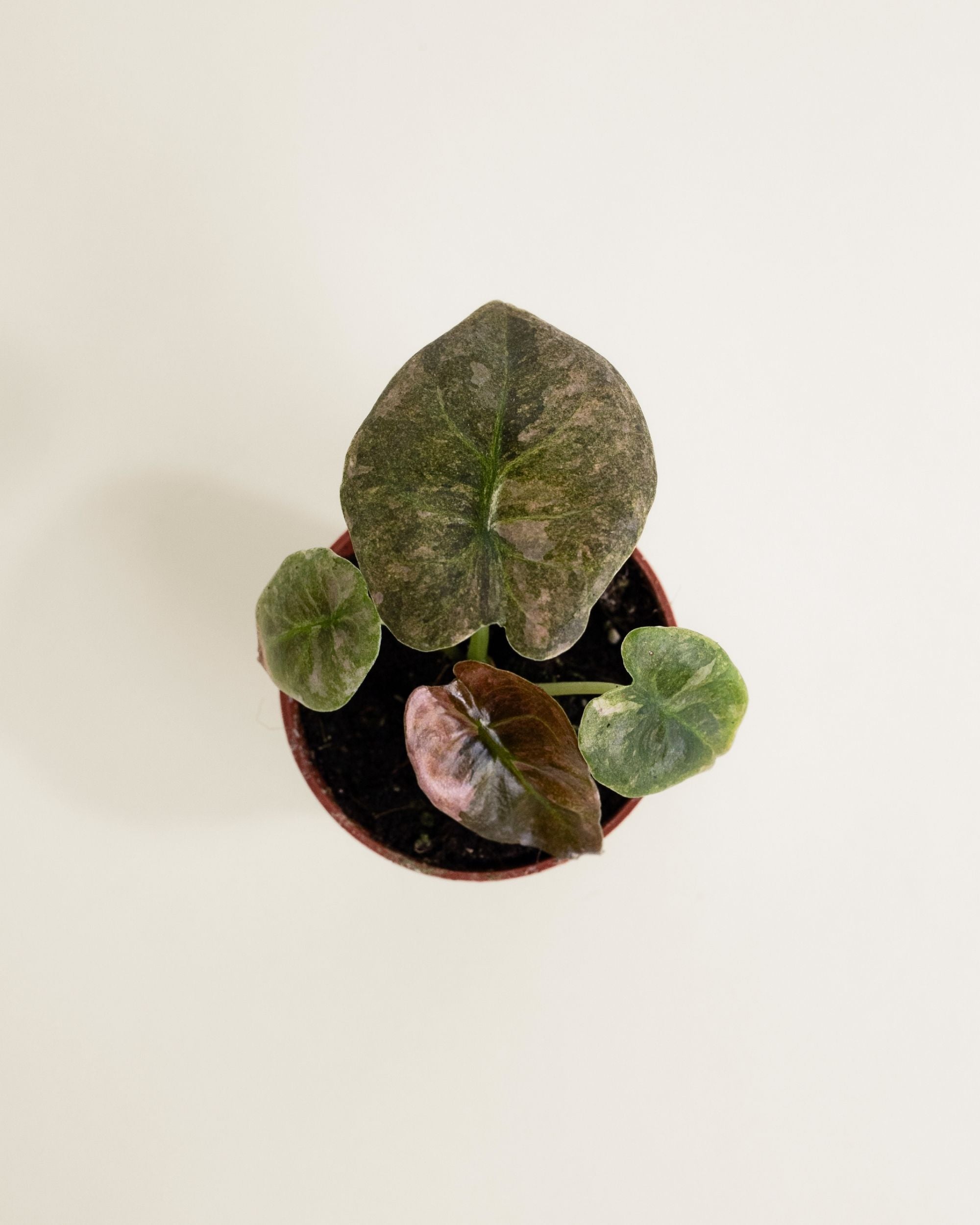 Alocasia Cuprea Pink Mint
