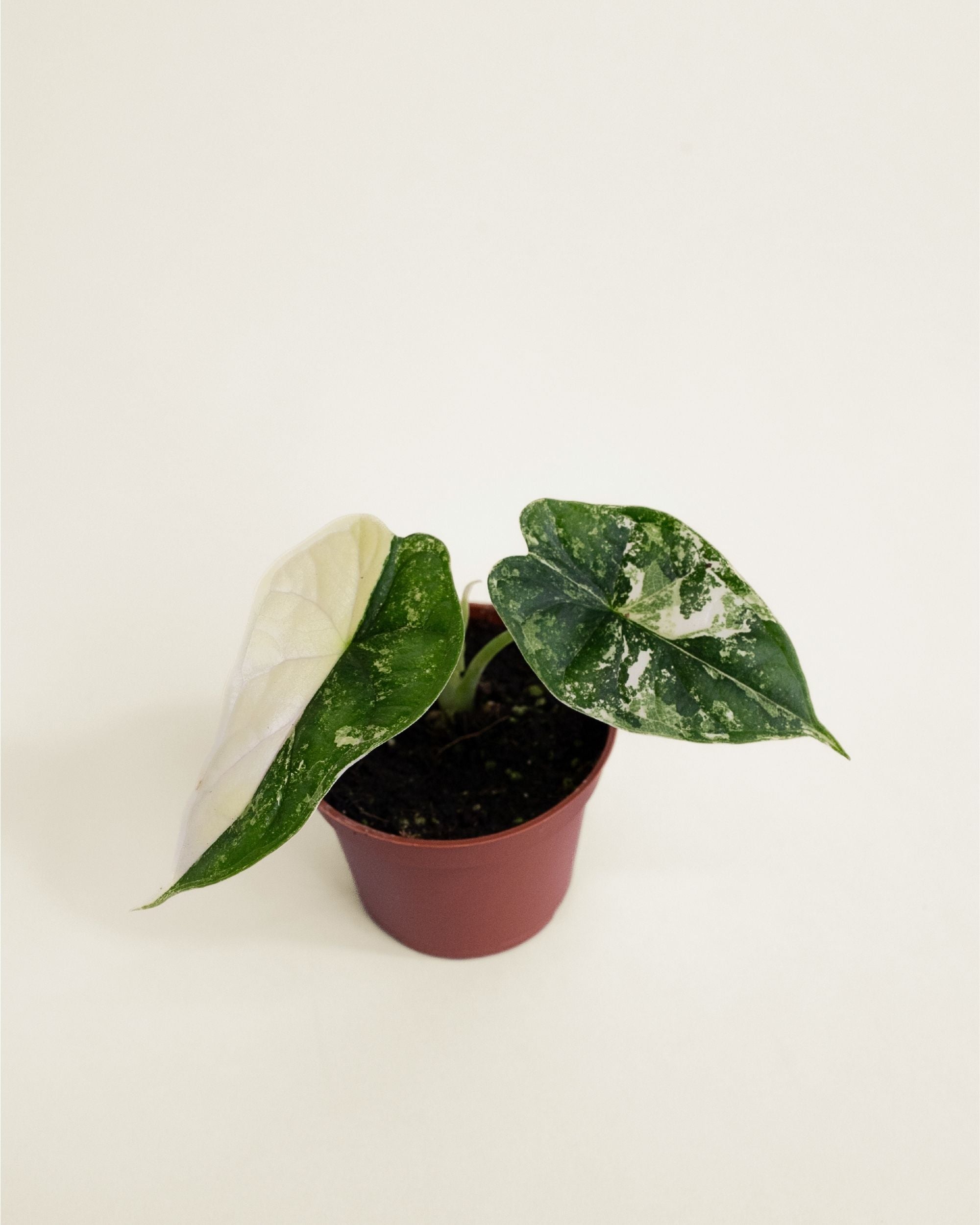 Alocasia Dragon Scale Albo