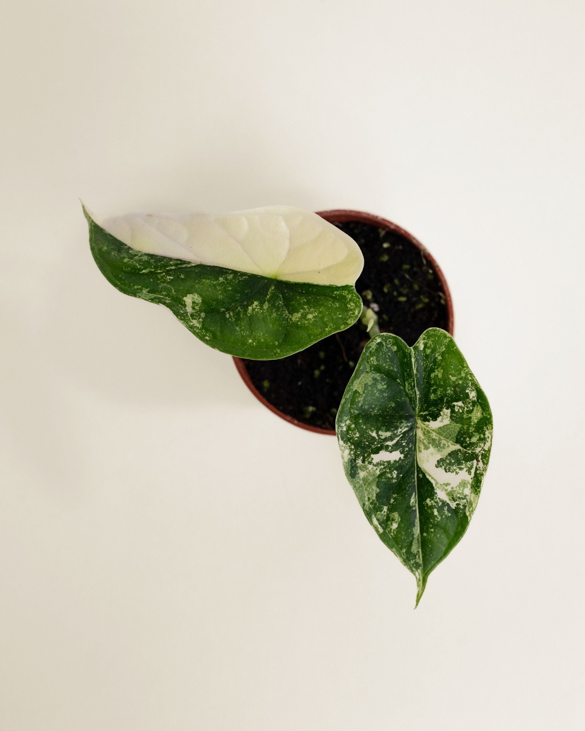 Alocasia Dragon Scale Albo