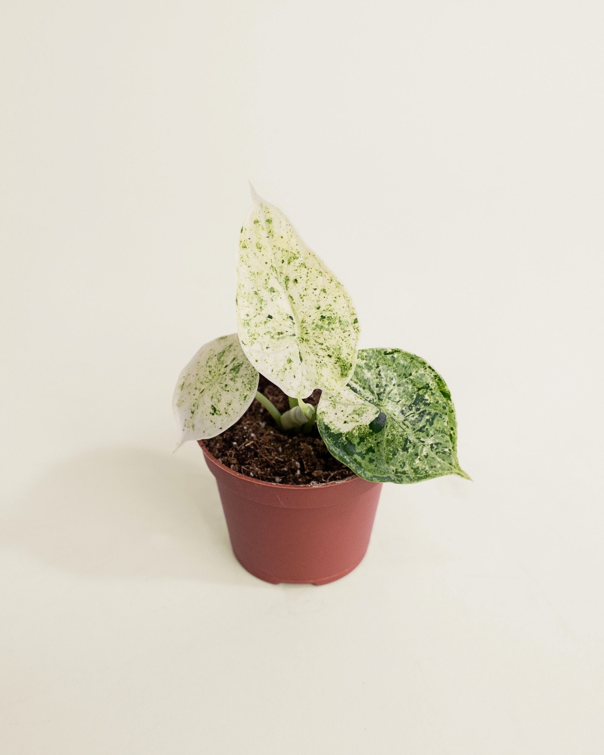 Alocasia Dragon Scale Mint