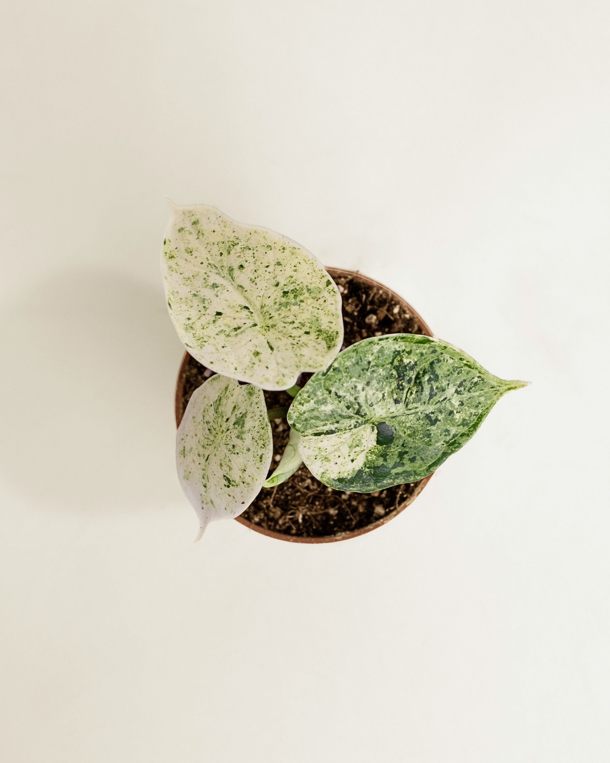 Alocasia Dragon Scale Mint