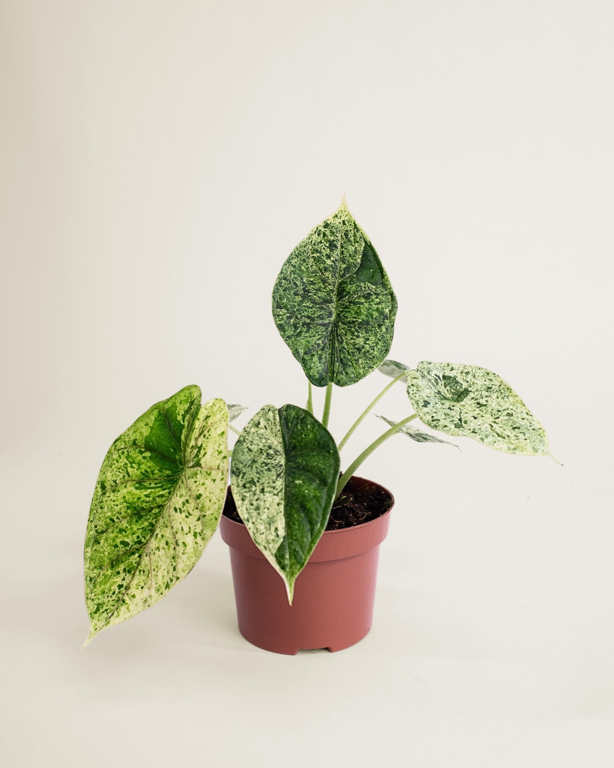Alocasia Dragon Scale Mint