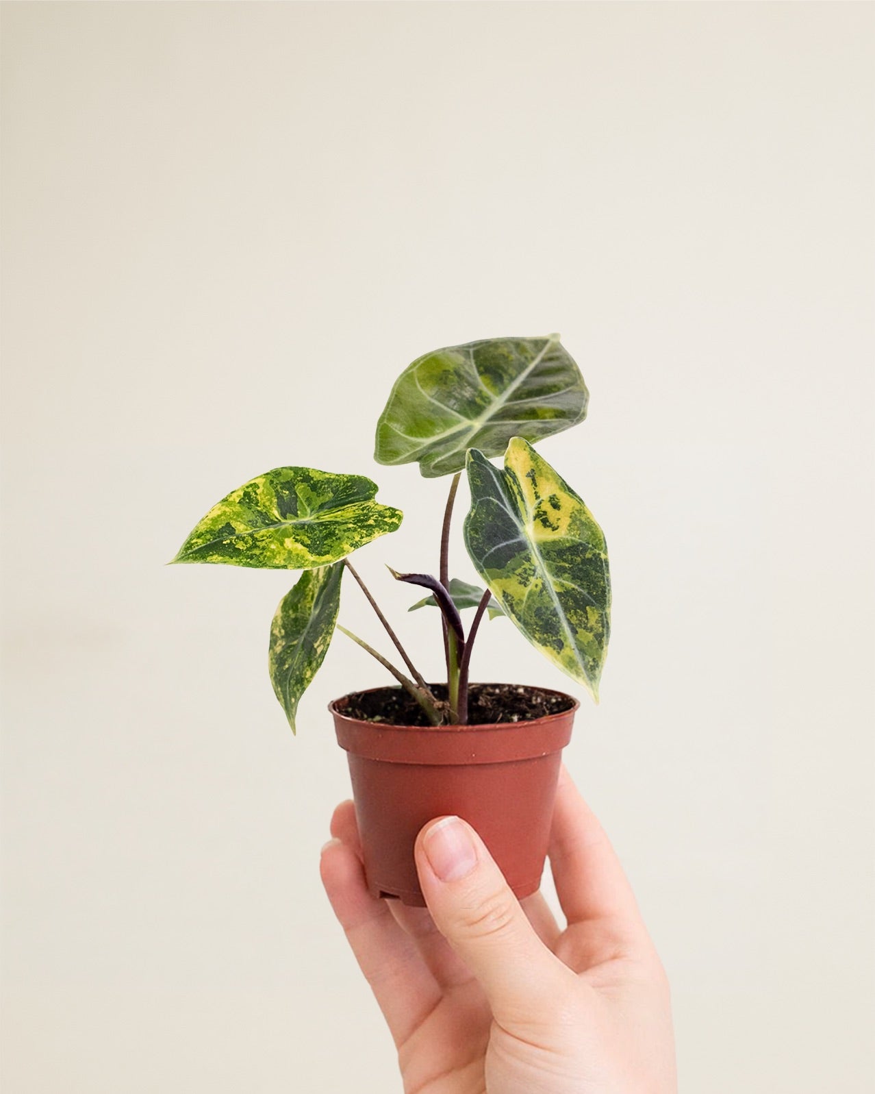 Alocasia Dragon's Tooth Aurea