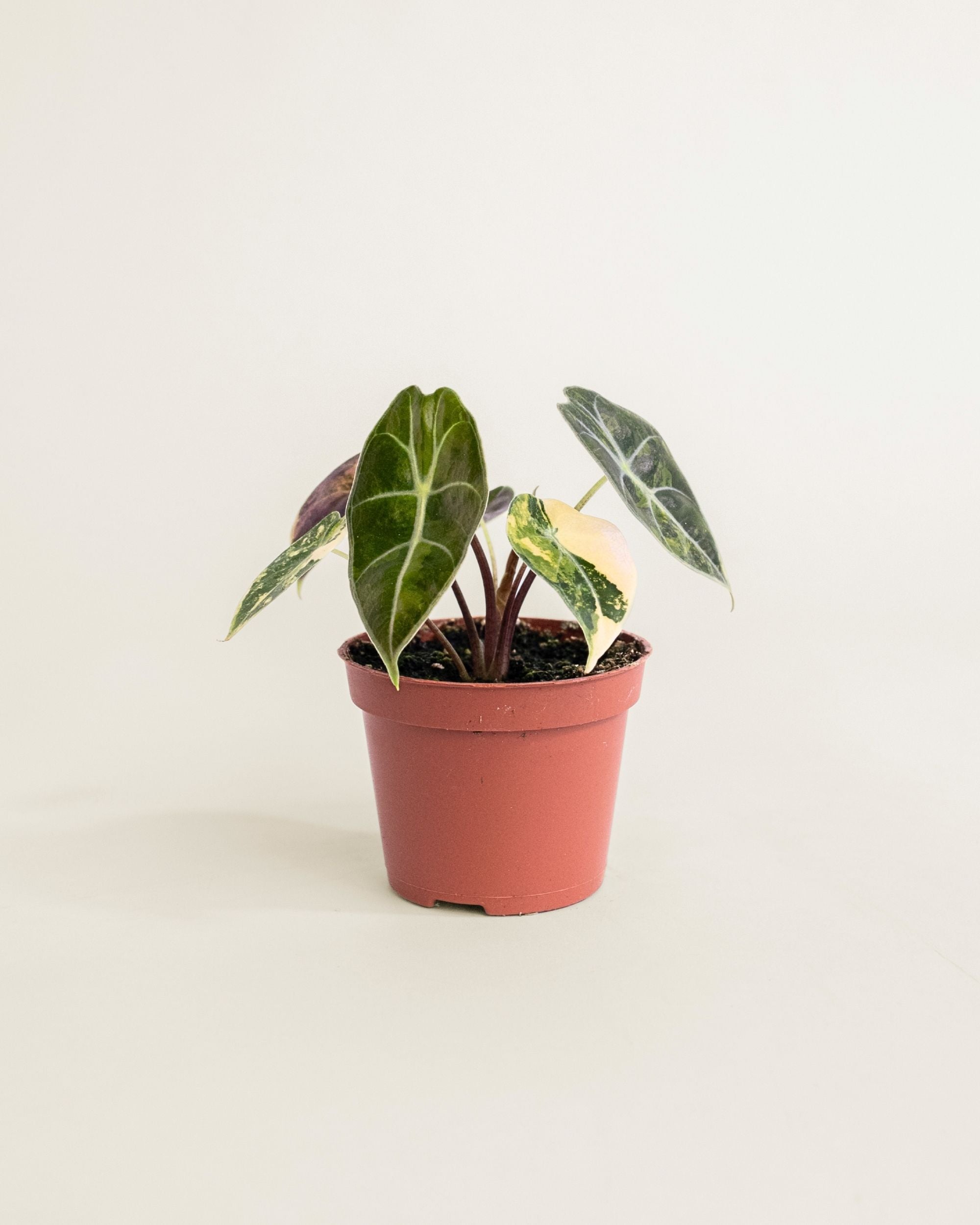 Alocasia Dragon's Tooth Aurea