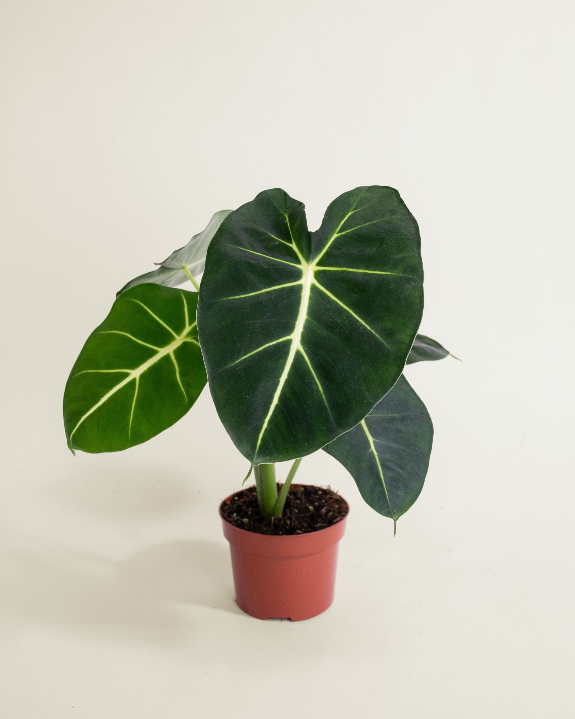 Alocasia Frydek Dorayaki