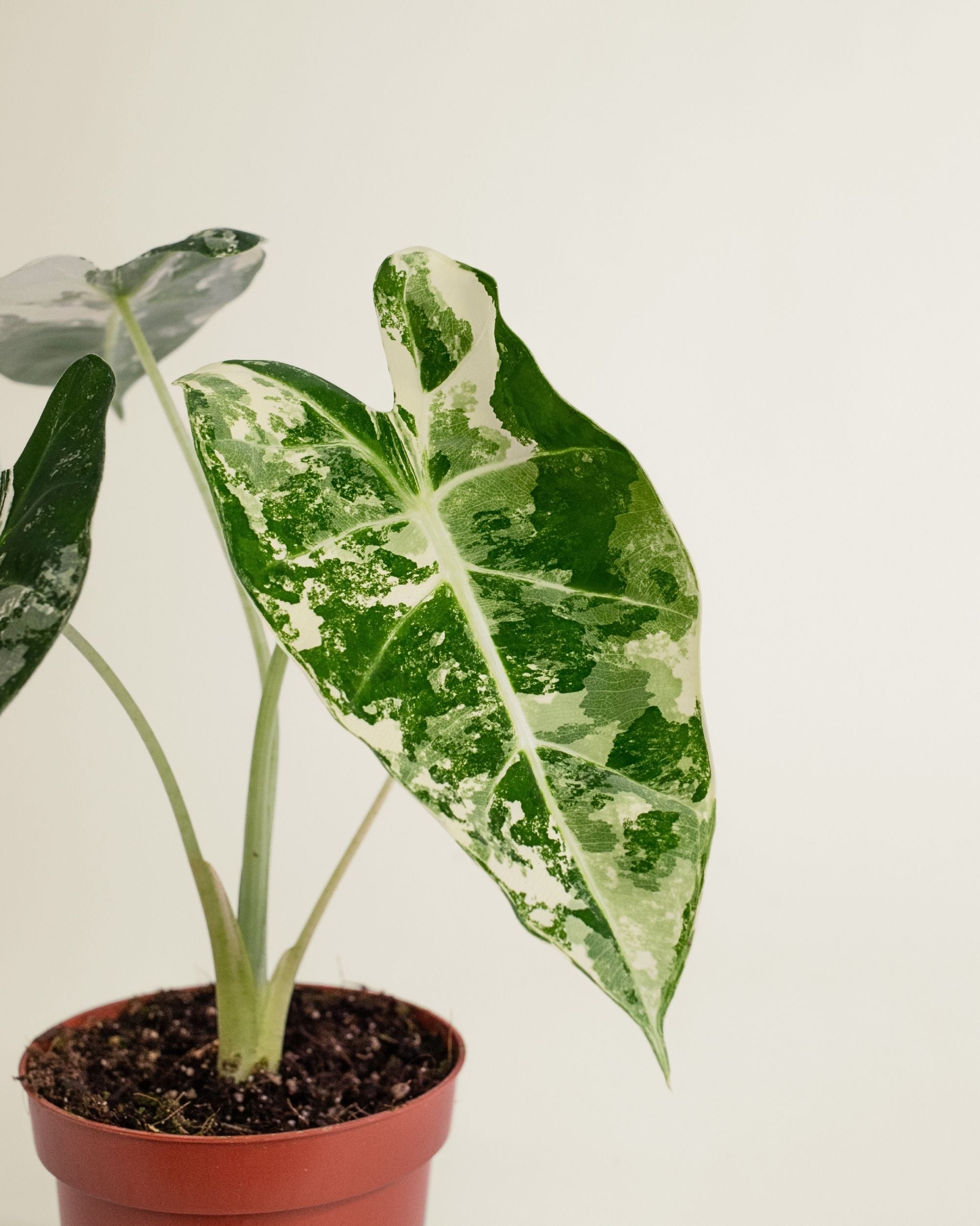 Alocasia Frydek Variegata