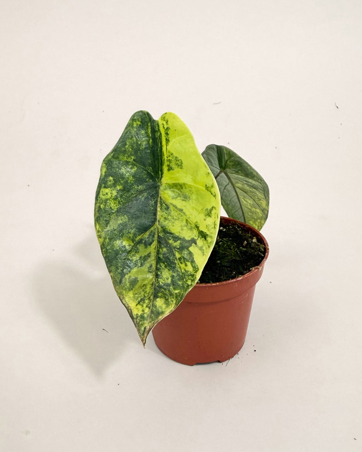 Alocasia Heterophylla Aurea Baby Downtown Plant Club