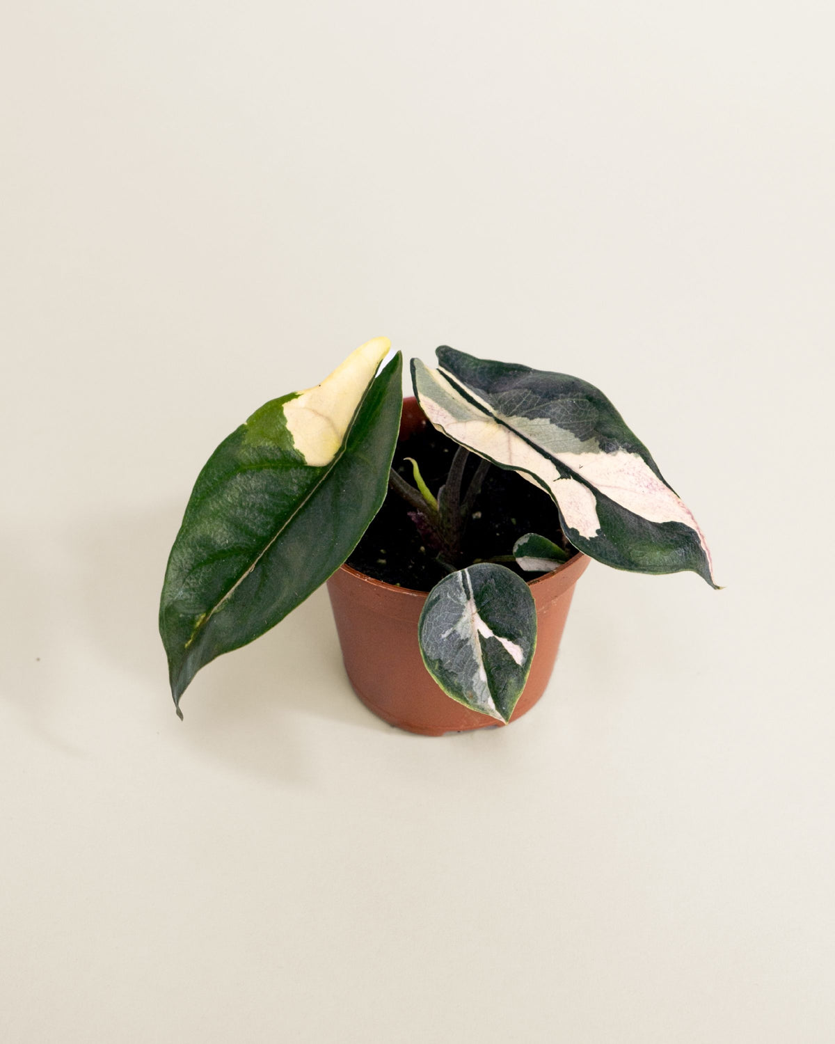 Alocasia Heterophylla Dragon's Breath Albo