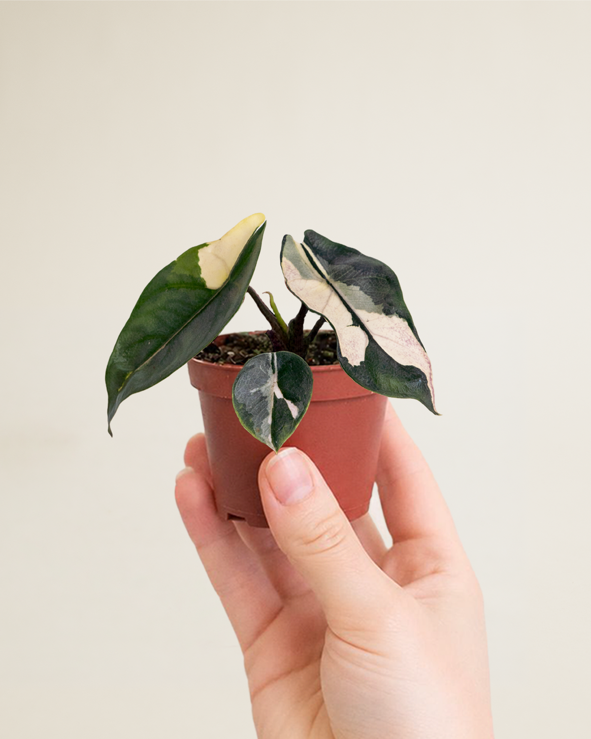 Alocasia Heterophylla Dragon's Breath Albo