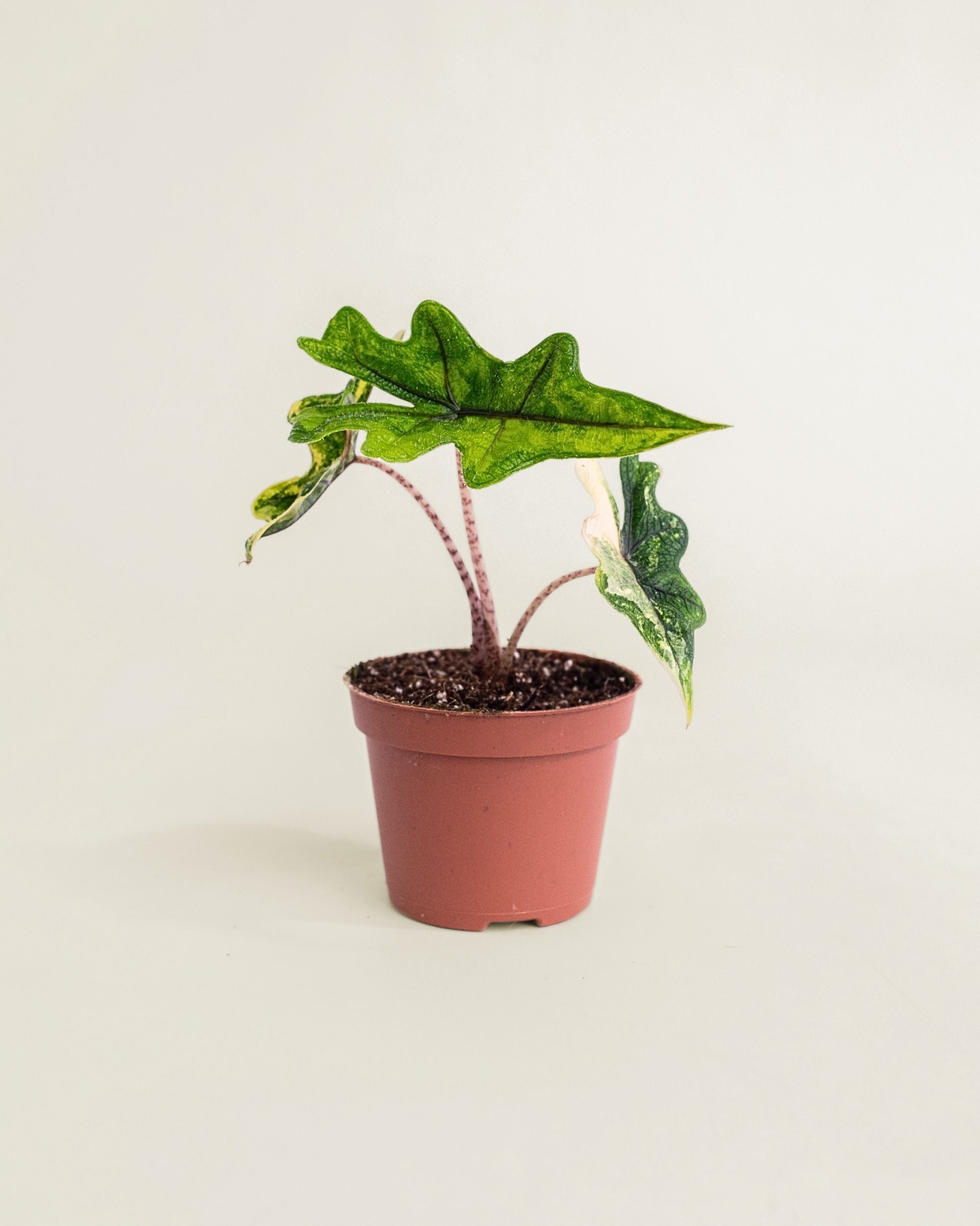 Alocasia Jacklyn Aurea