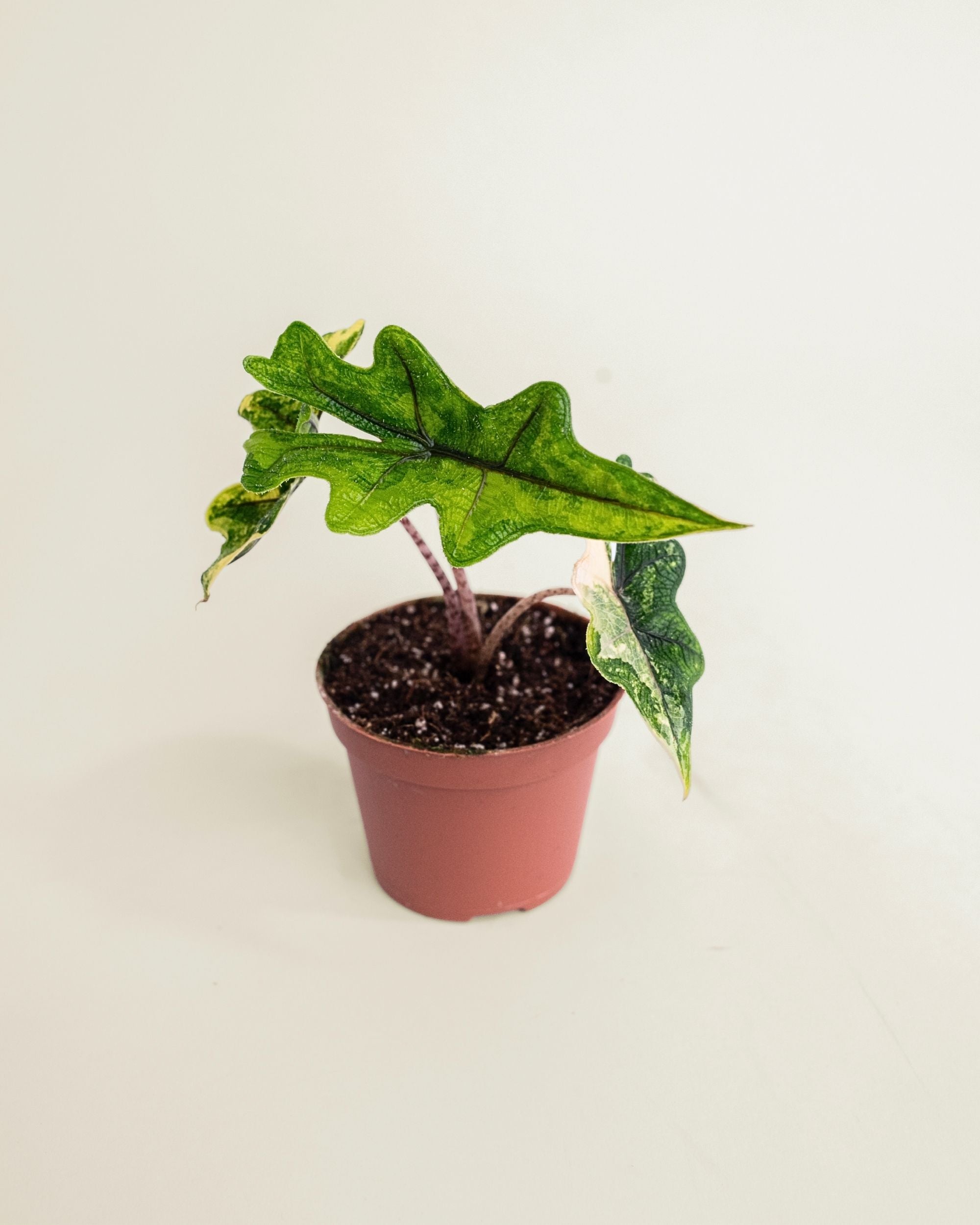 Alocasia Jacklyn Aurea