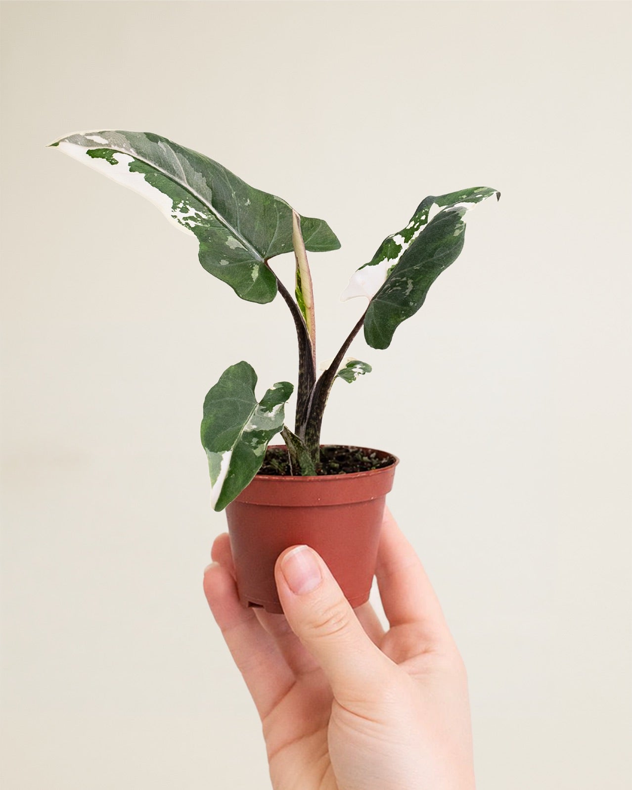 Alocasia Lauterbachiana Albo
