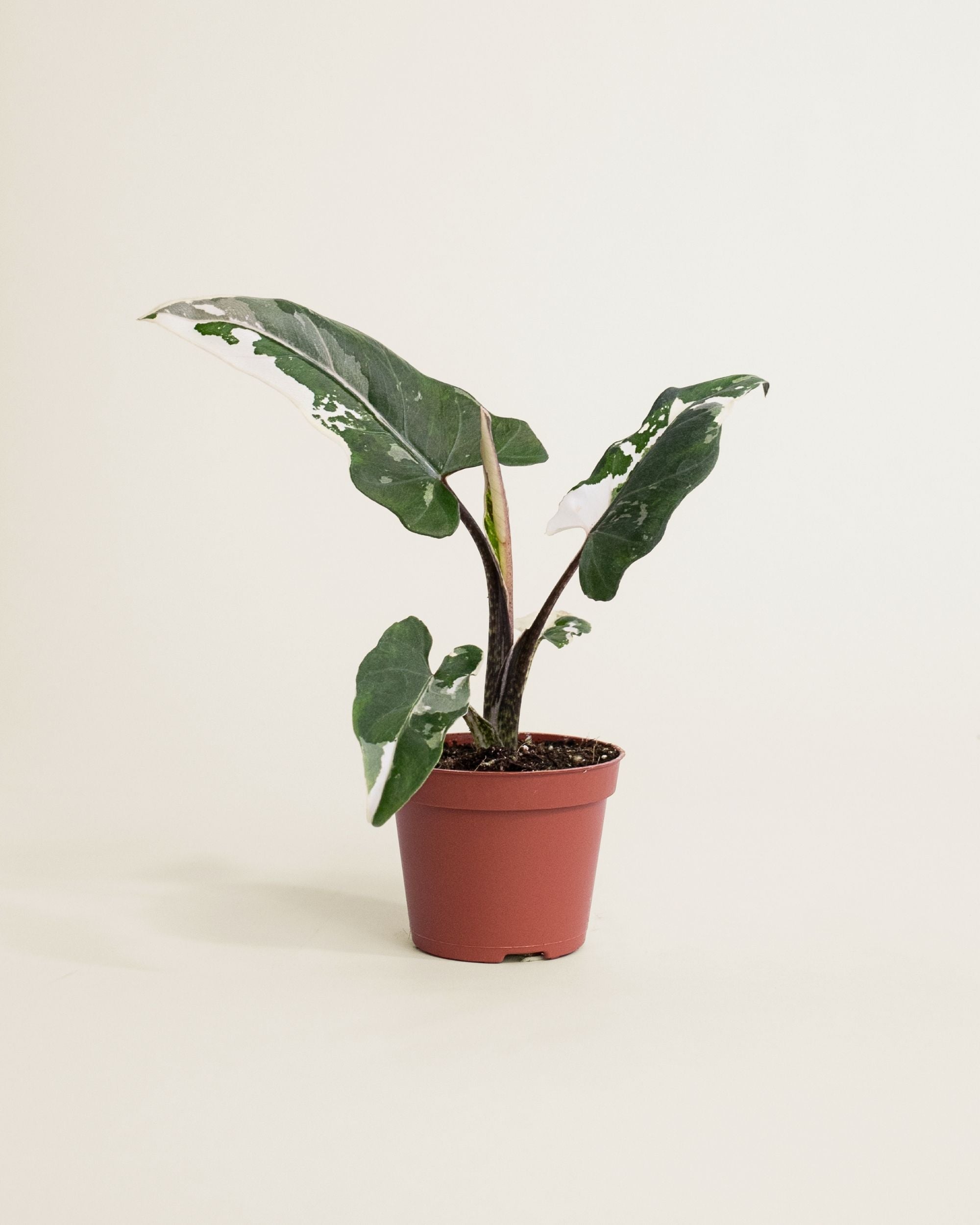Alocasia Lauterbachiana Albo