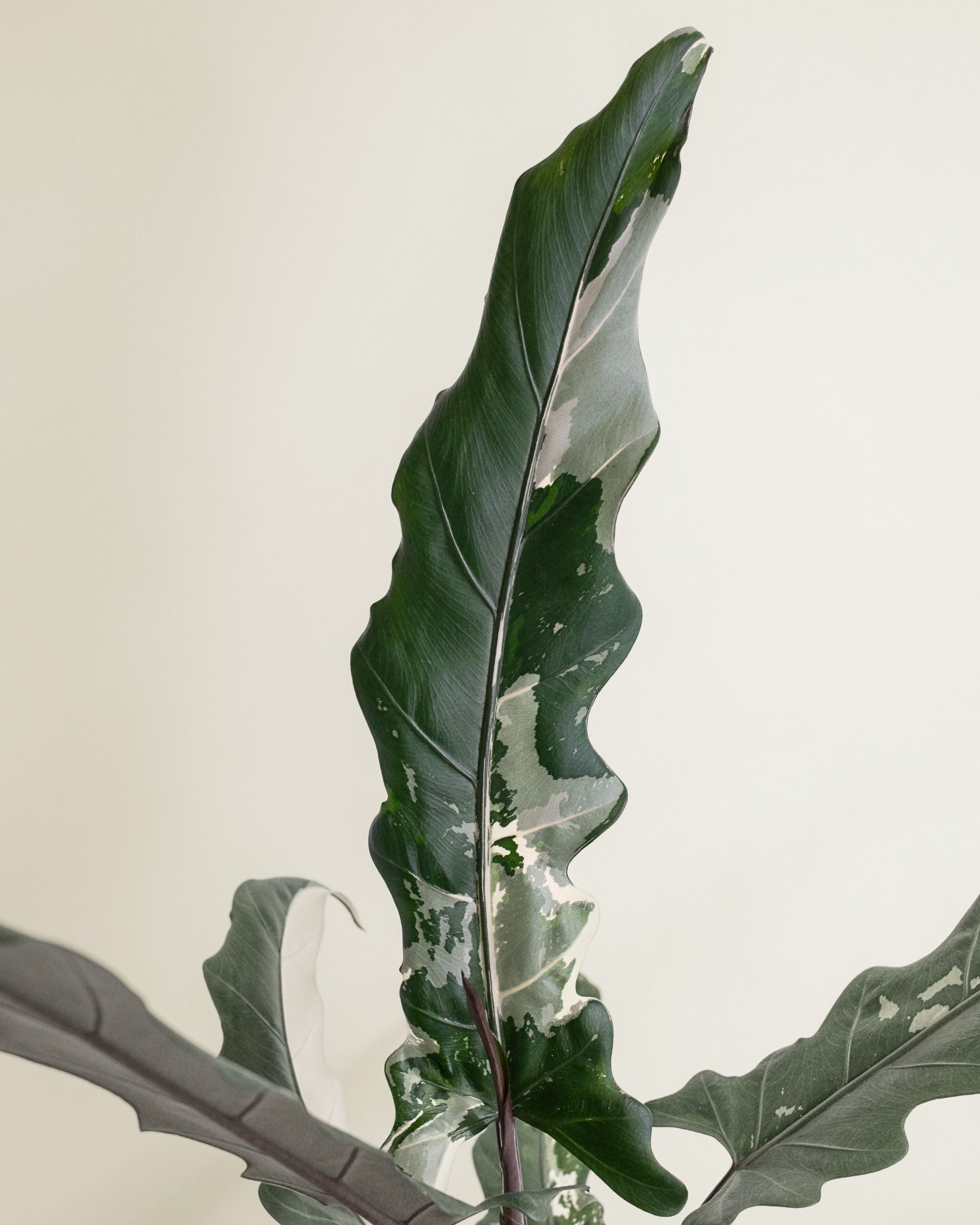Alocasia Lauterbachiana Albo