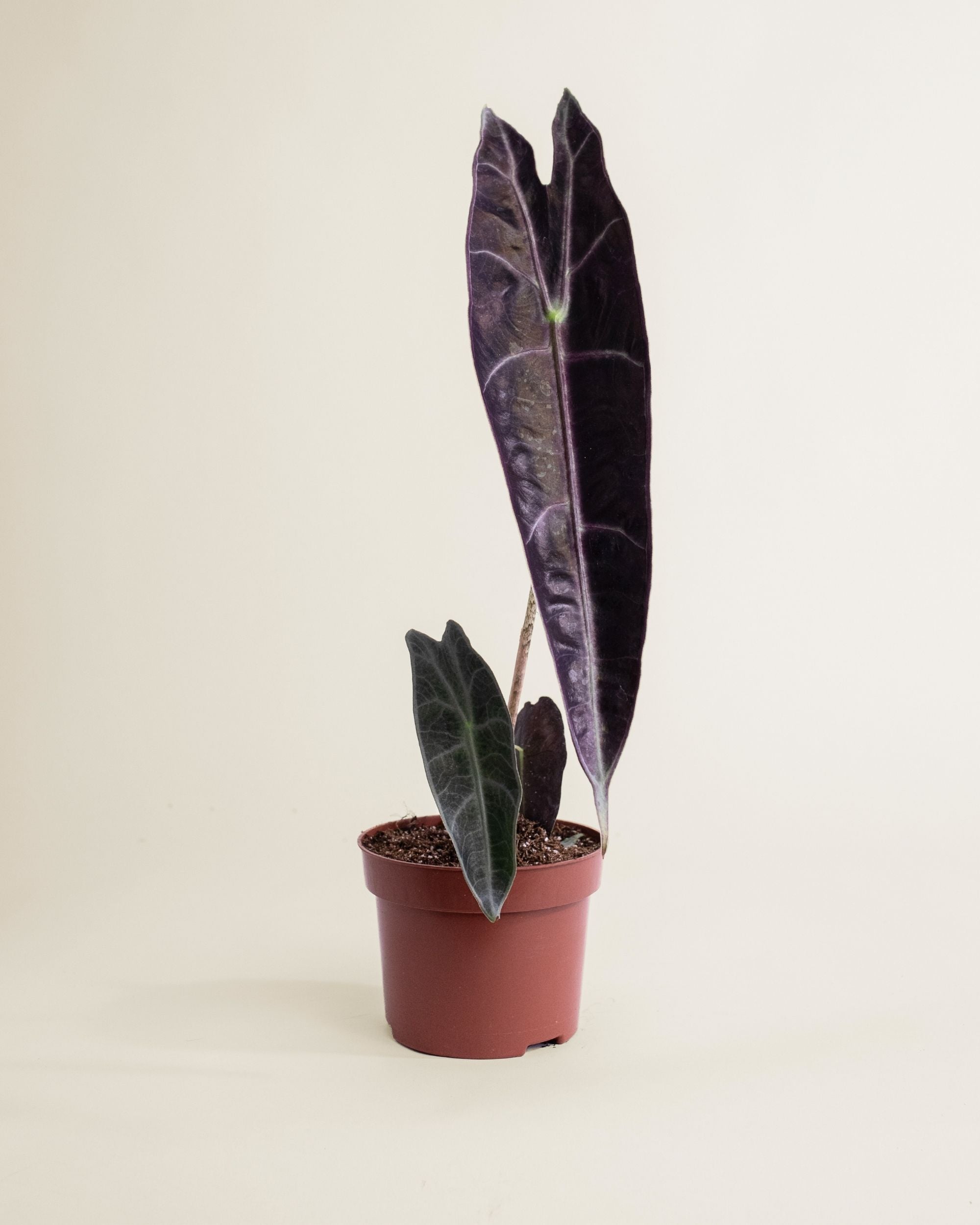 Alocasia Longiloba Purple