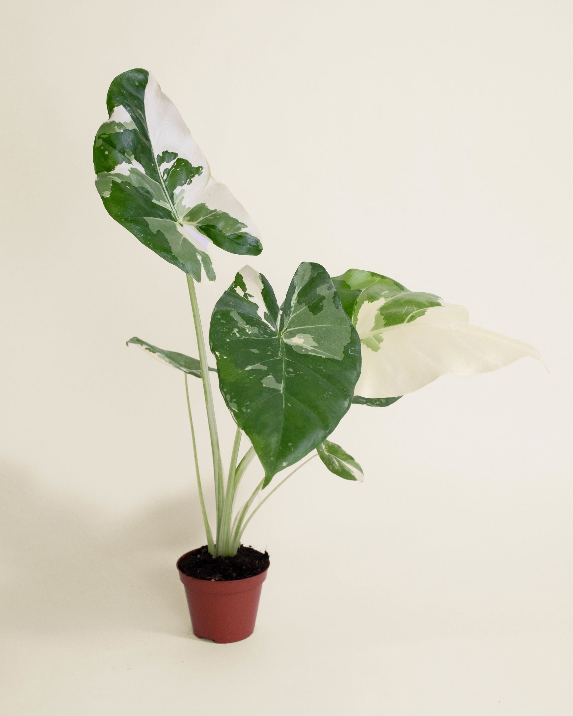 Alocasia Macrorrhiza Albo