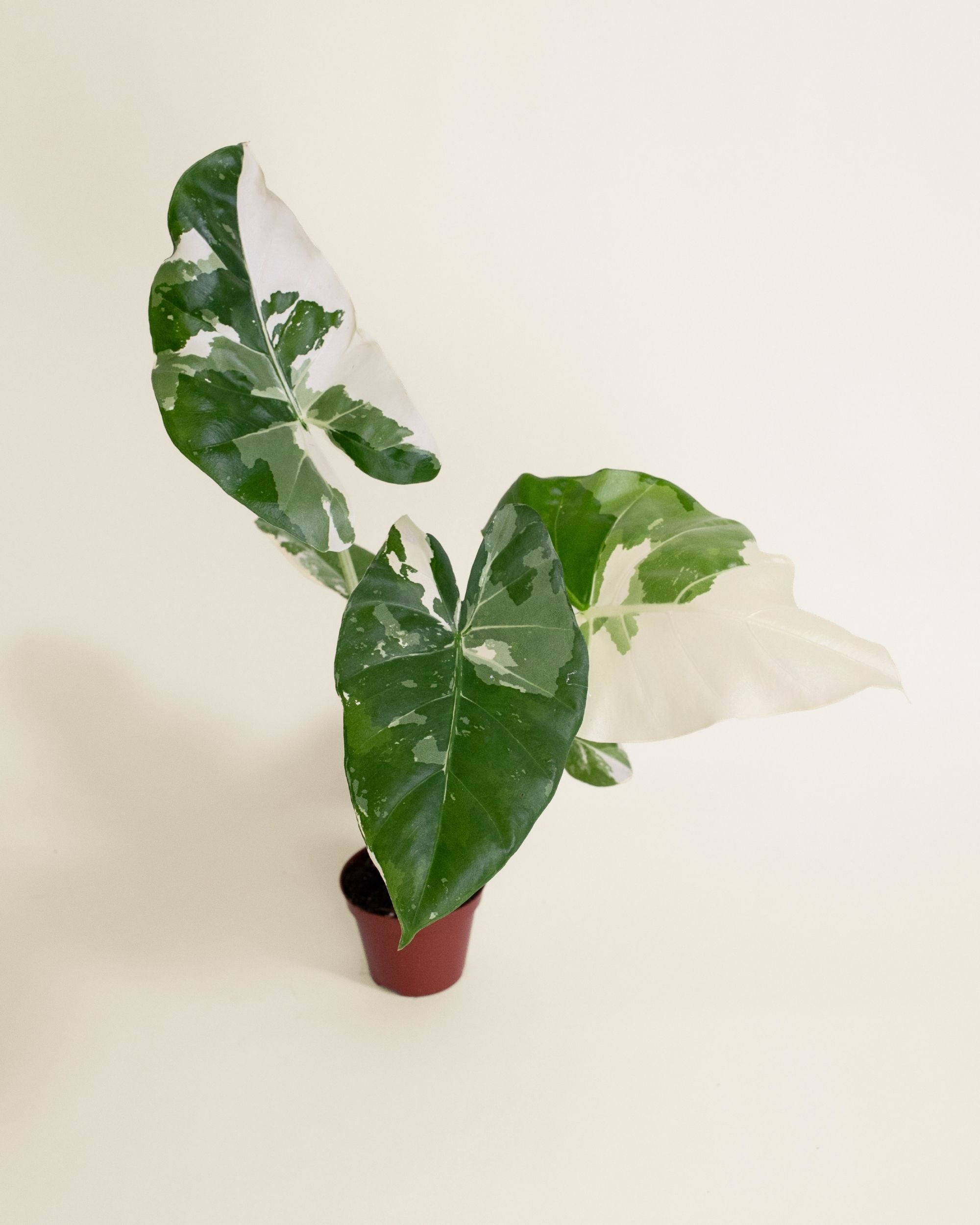 Alocasia Macrorrhiza Albo