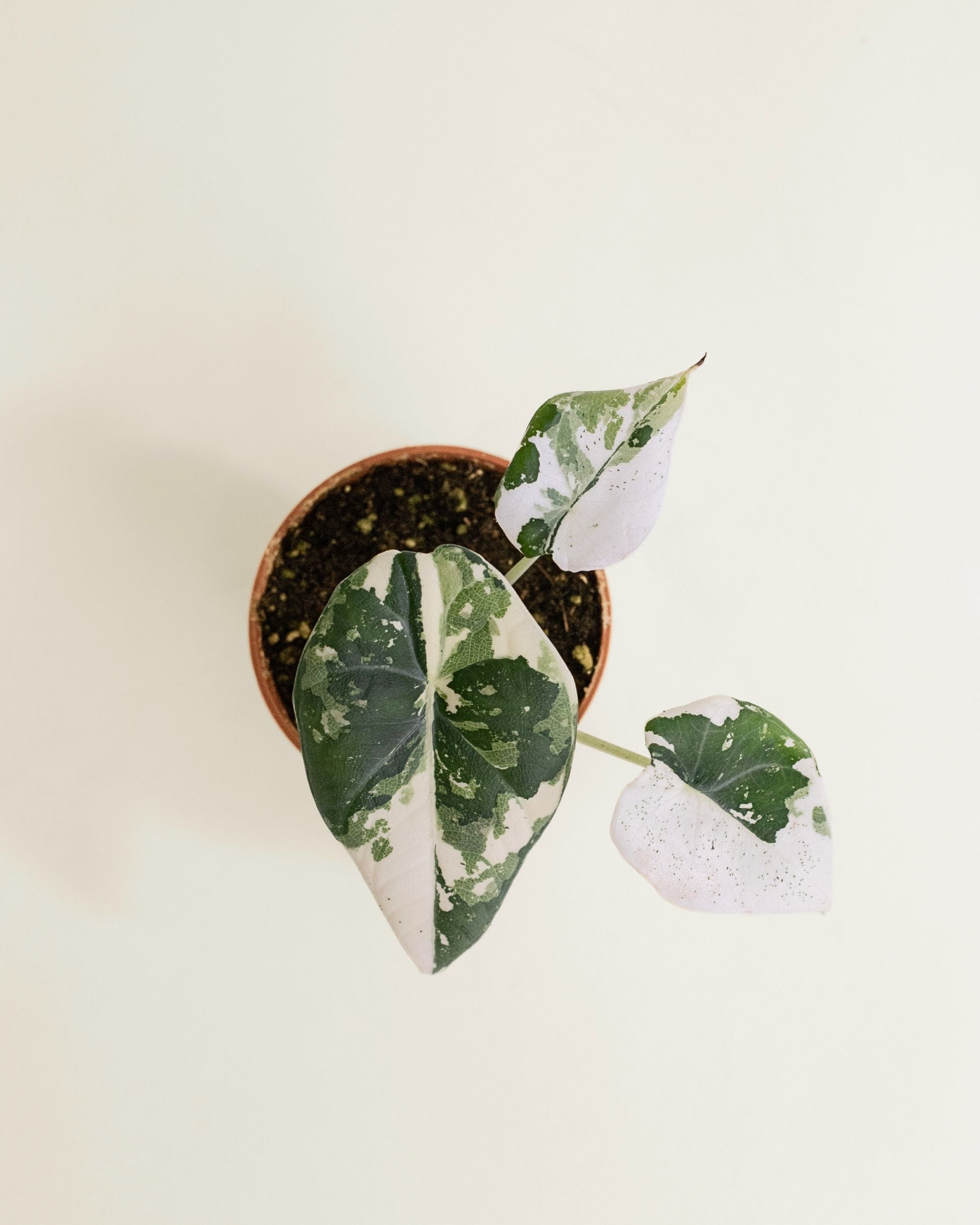 Alocasia Maharani Albo