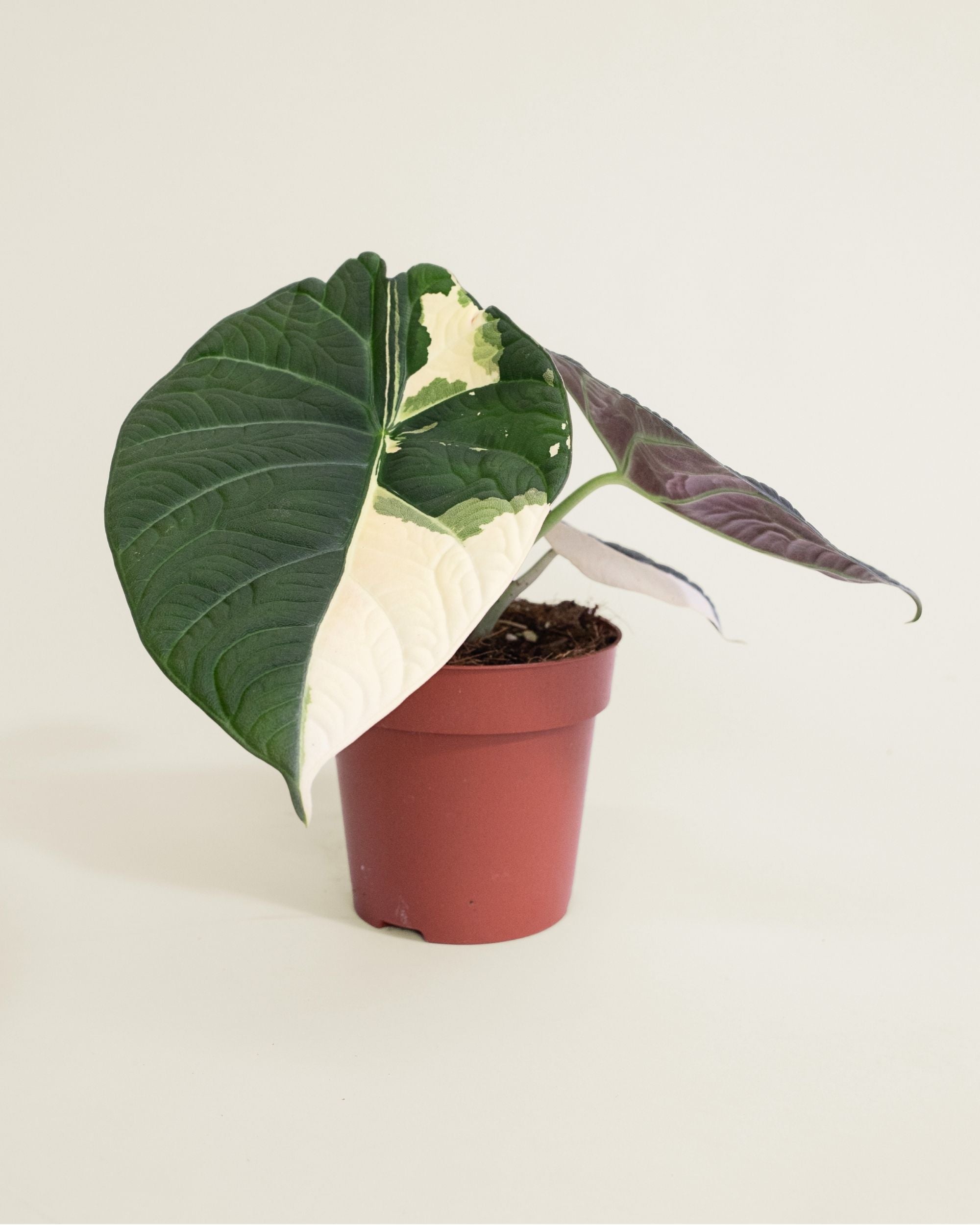 Alocasia Maharani Albo
