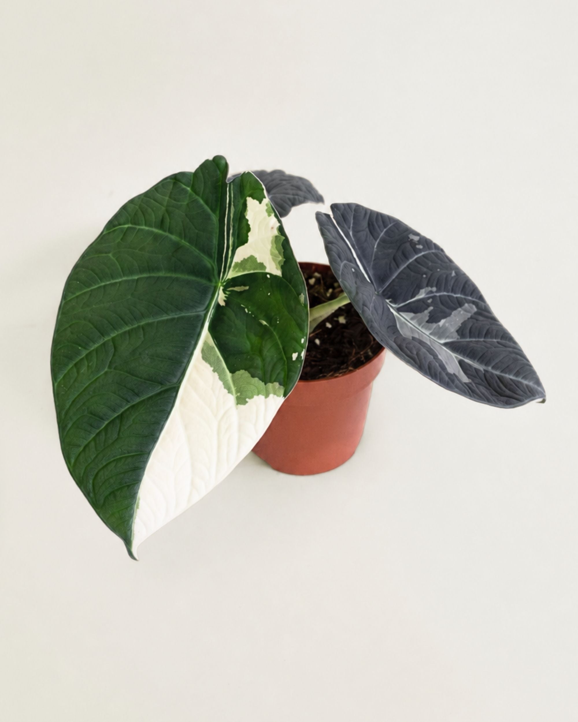 Alocasia Maharani Albo