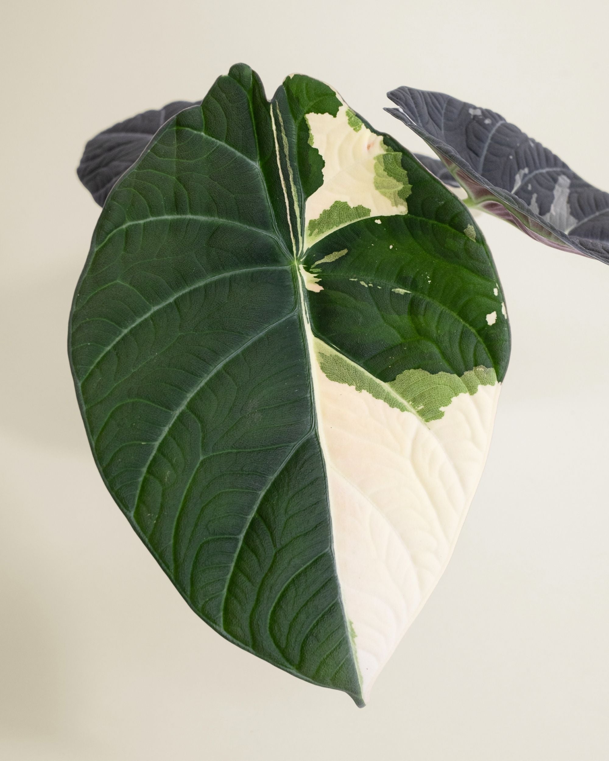 Alocasia Maharani Albo
