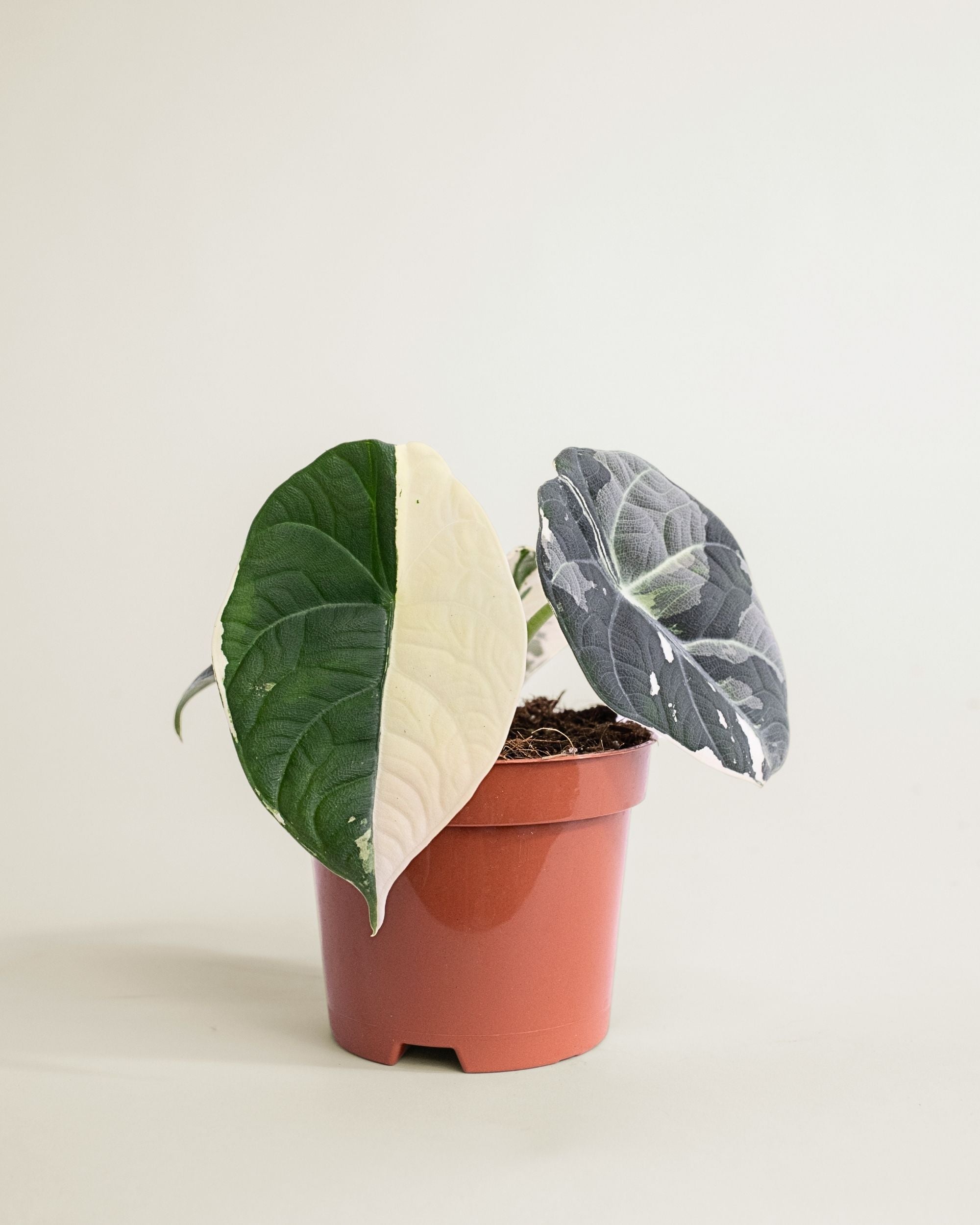 Alocasia Maharani Albo