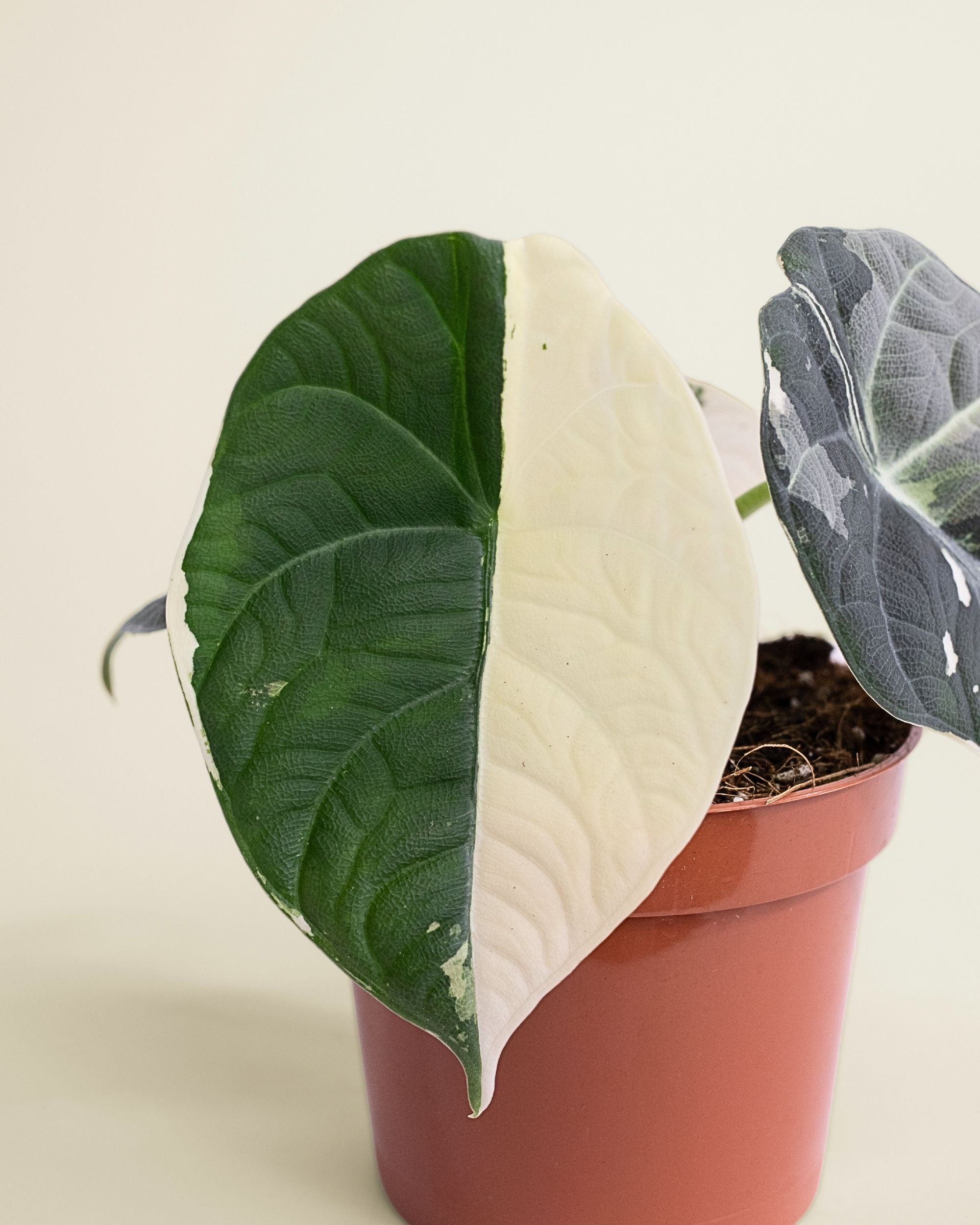 Alocasia Maharani Albo