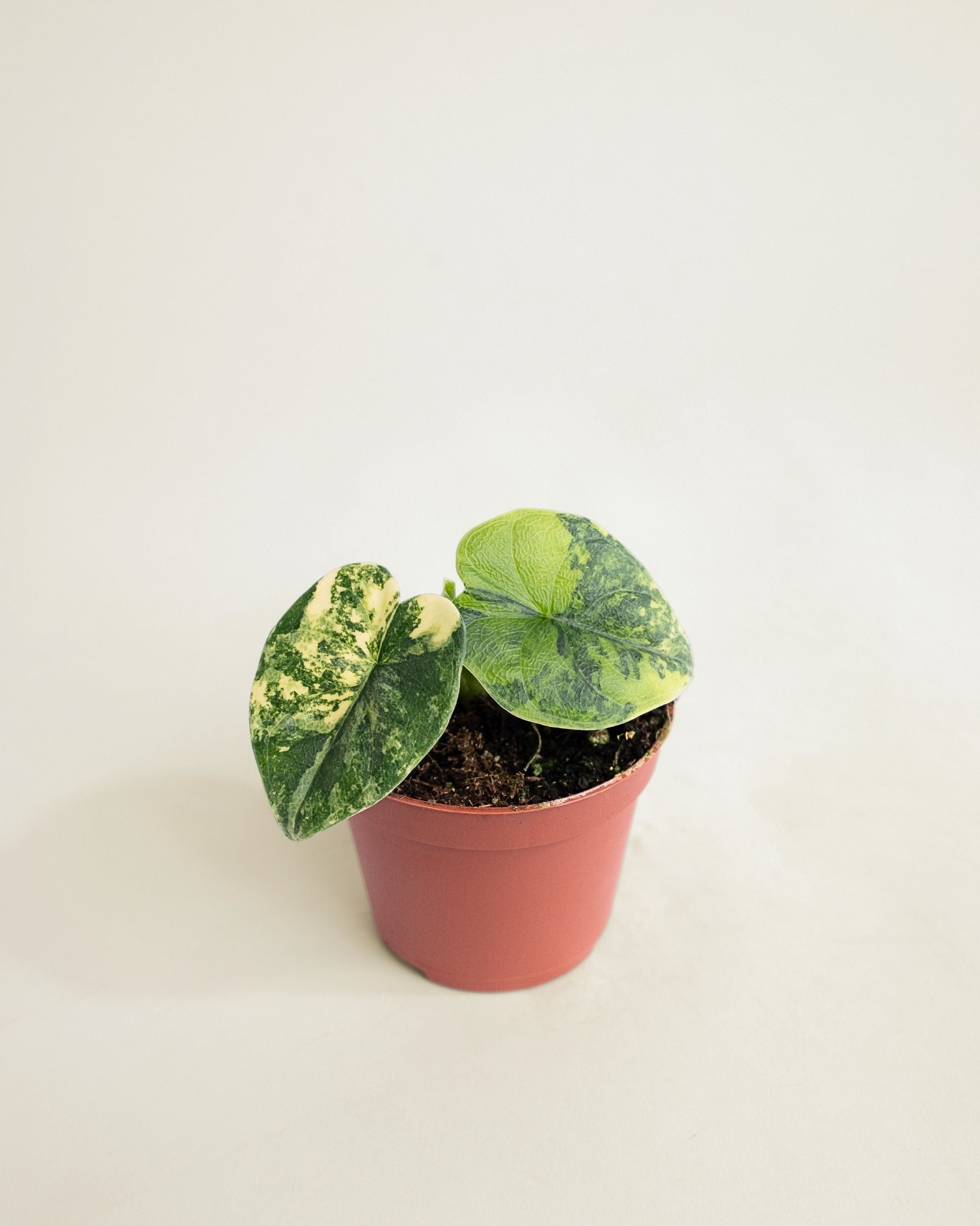 Alocasia Melo Aurea