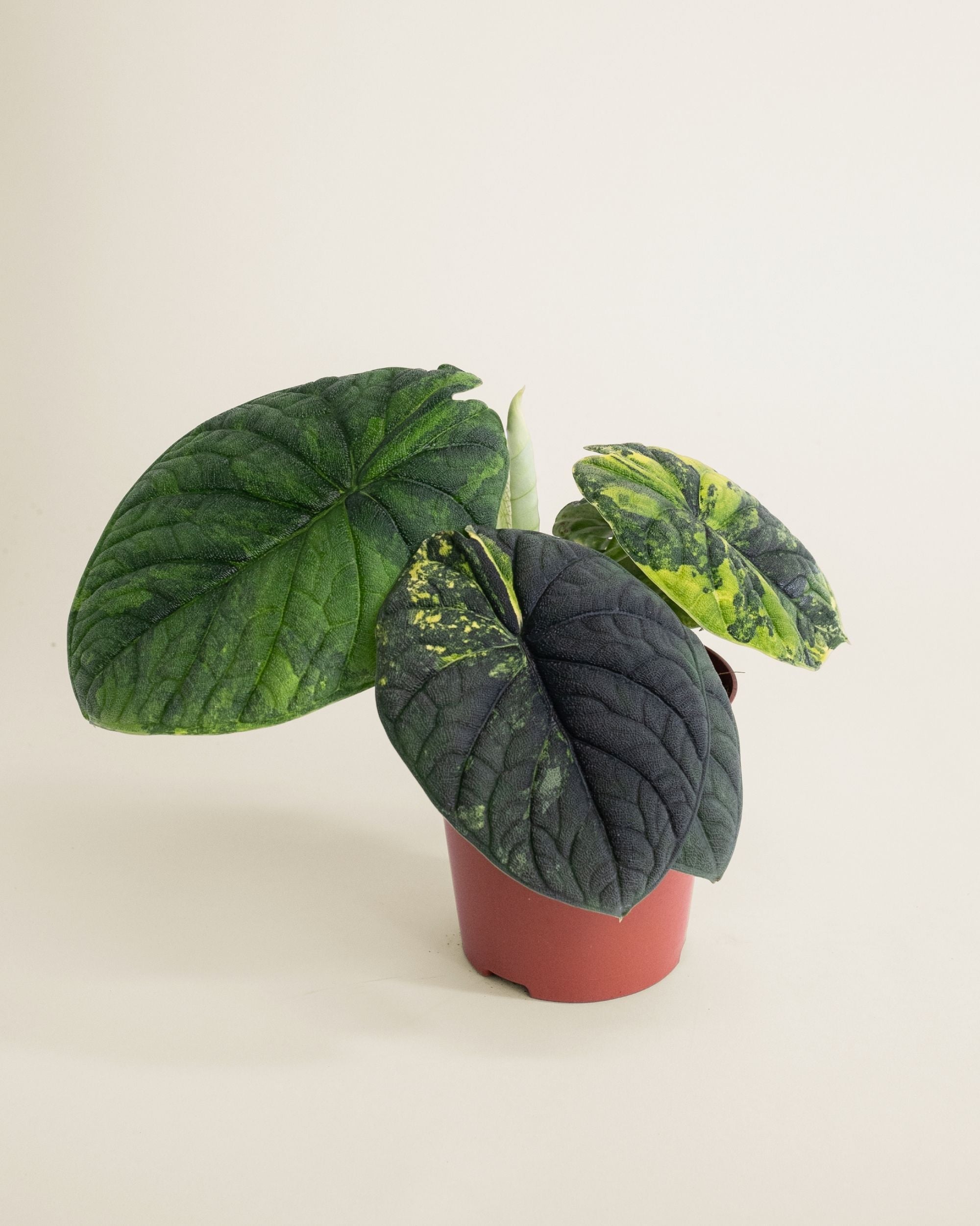 Alocasia Melo Aurea