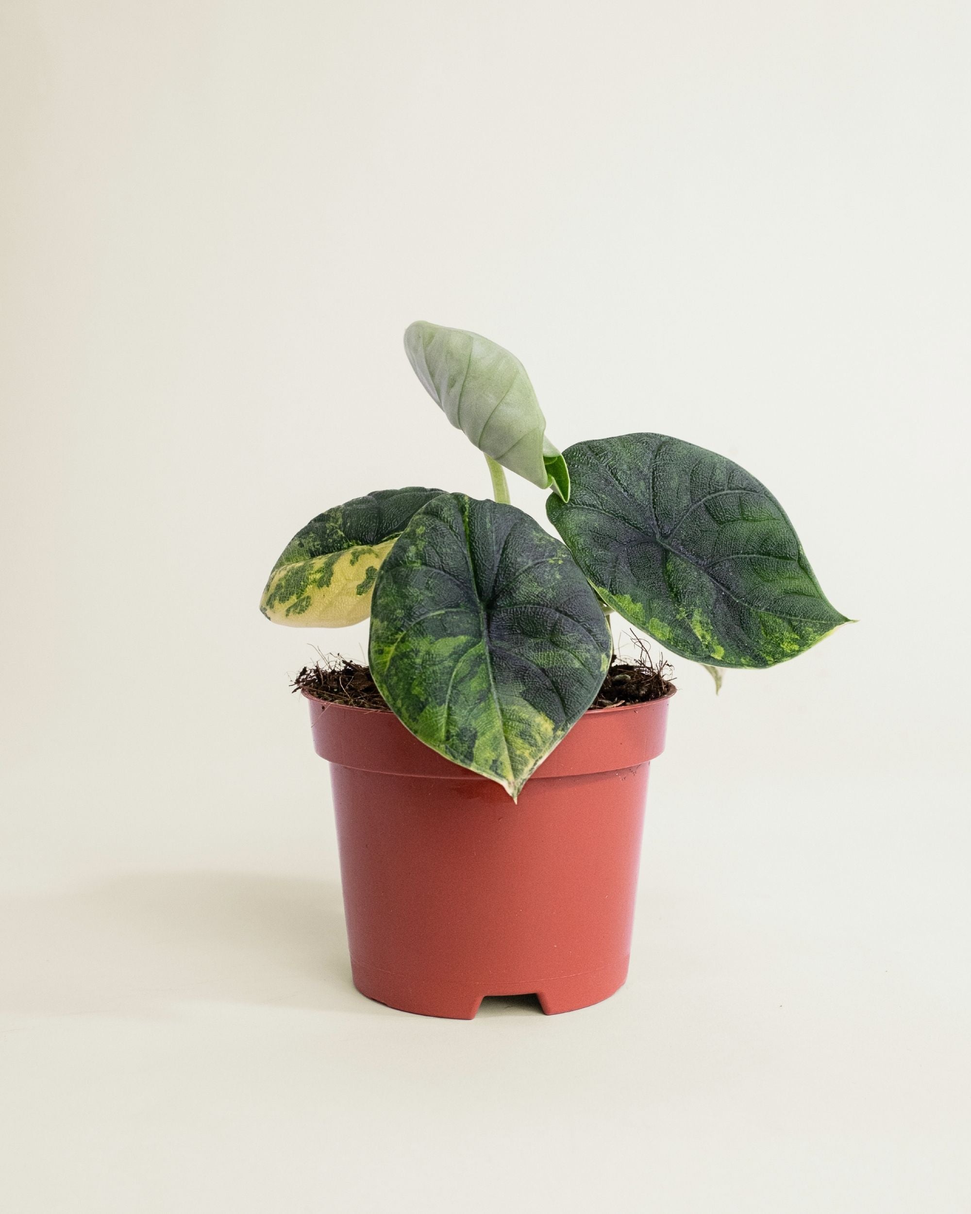 Alocasia Melo Aurea