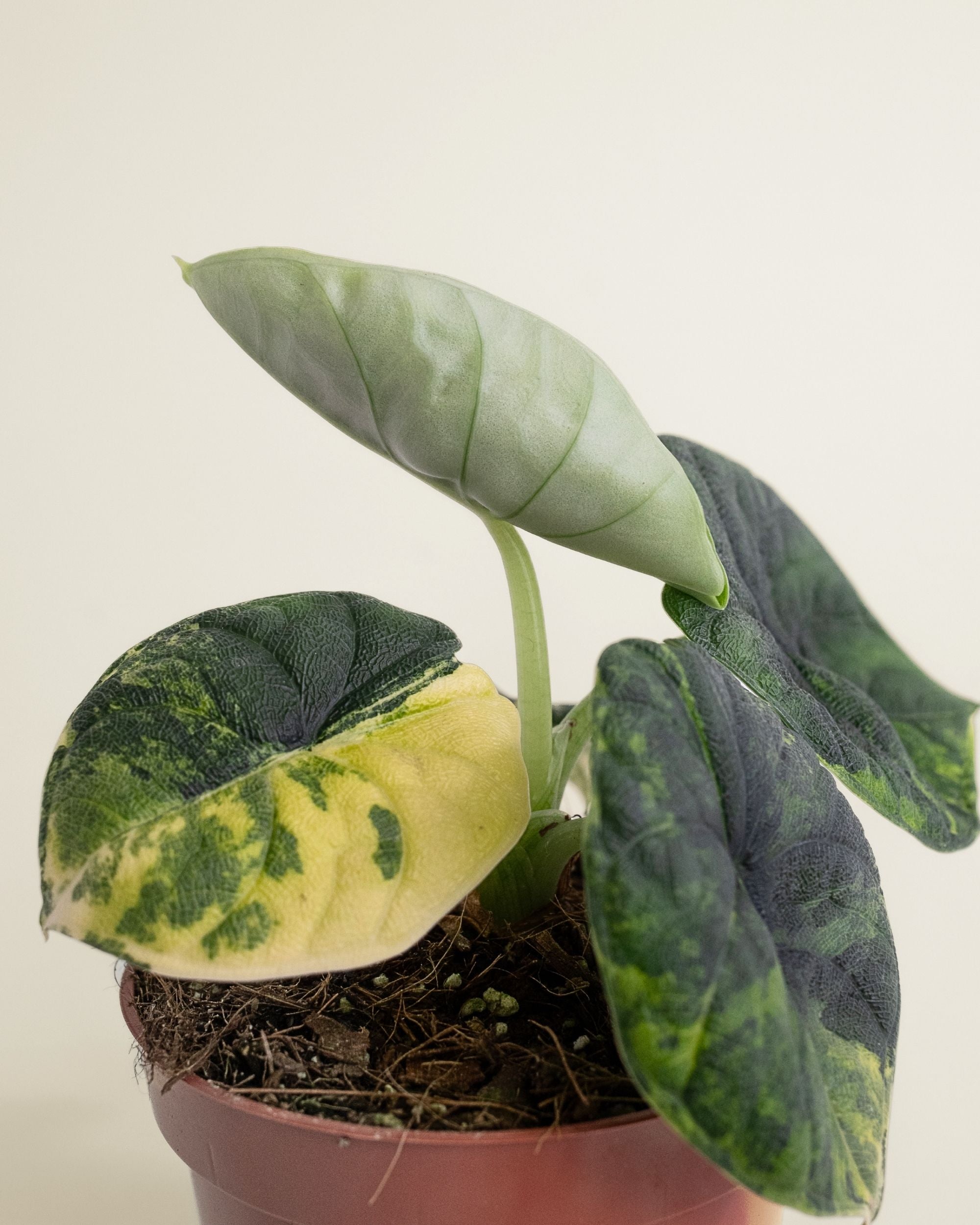 Alocasia Melo Aurea