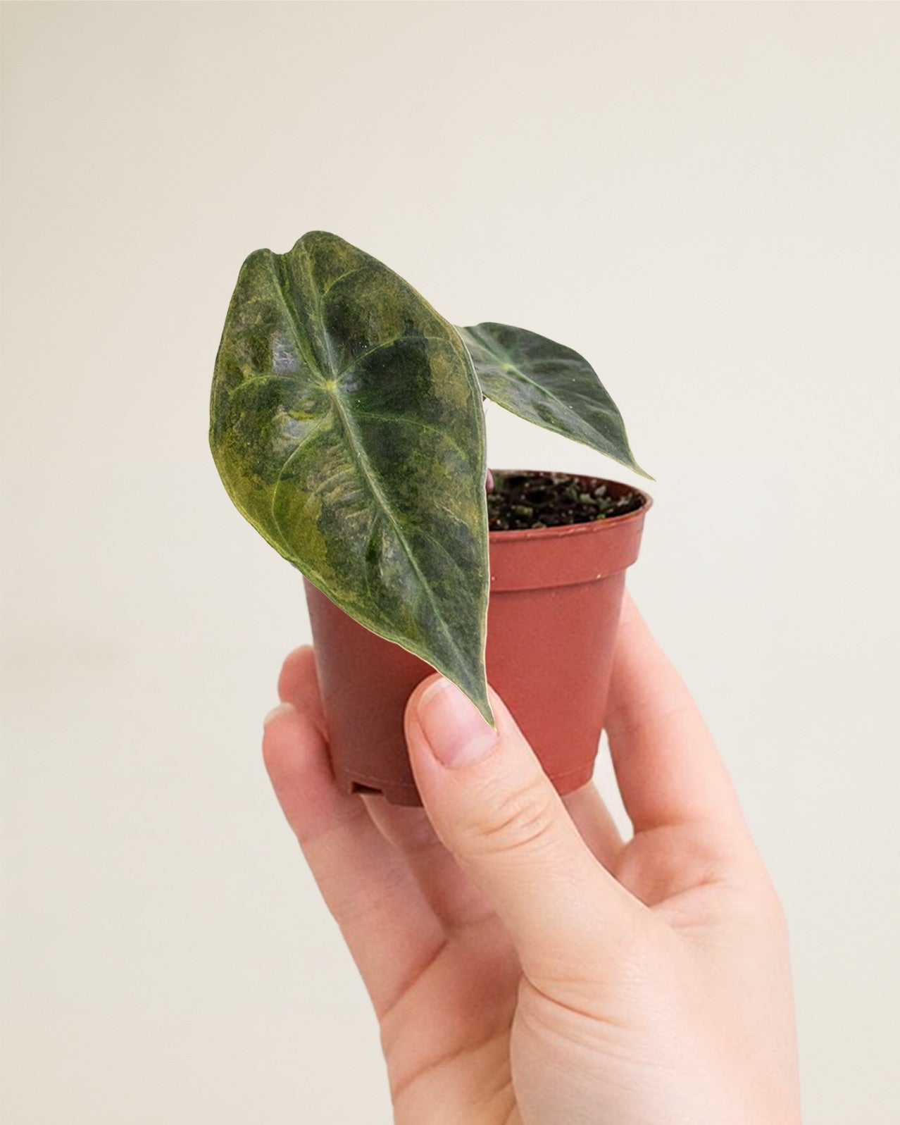 Alocasia Nairobi Nights Variegata