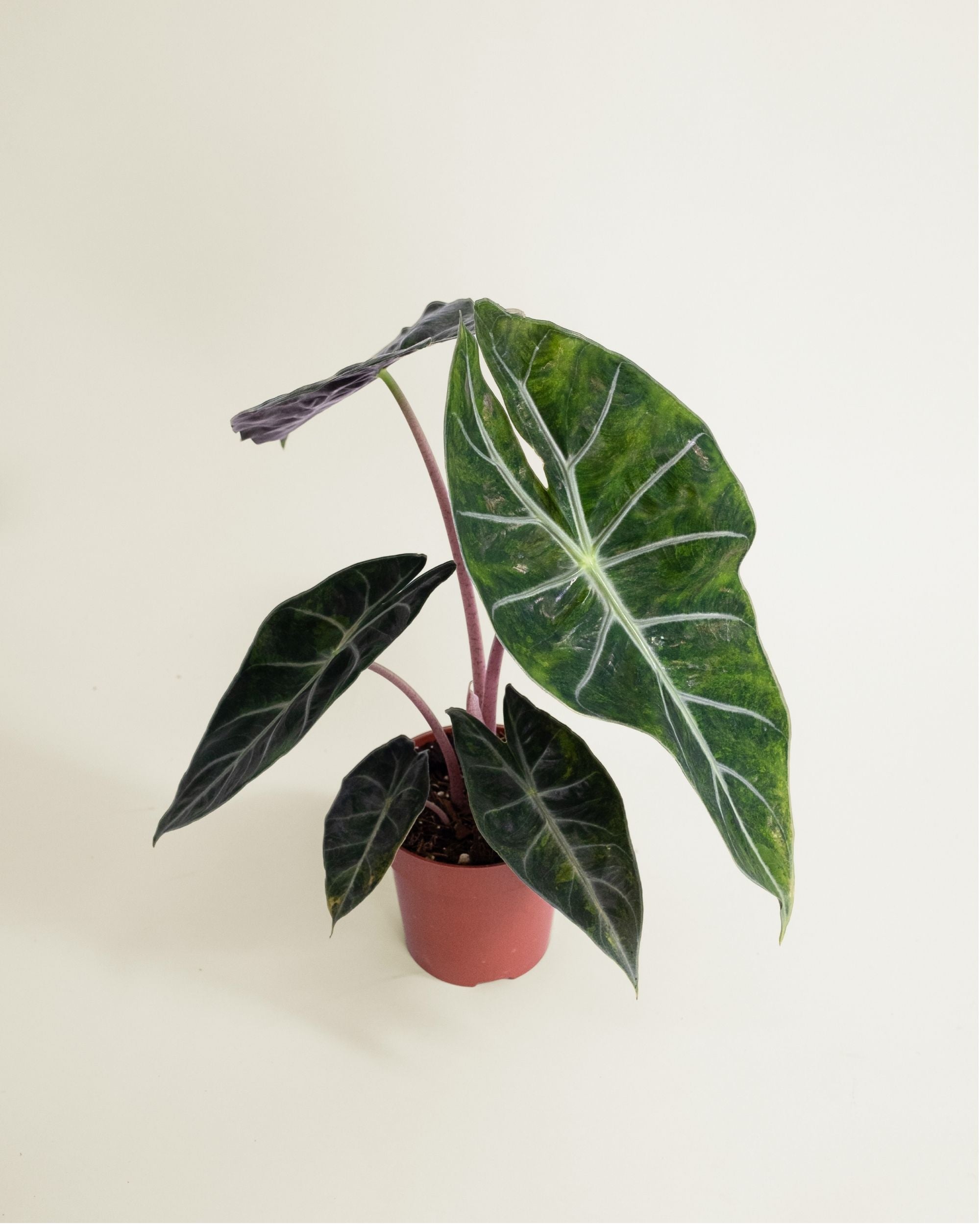 Alocasia Nairobi Nights Variegata