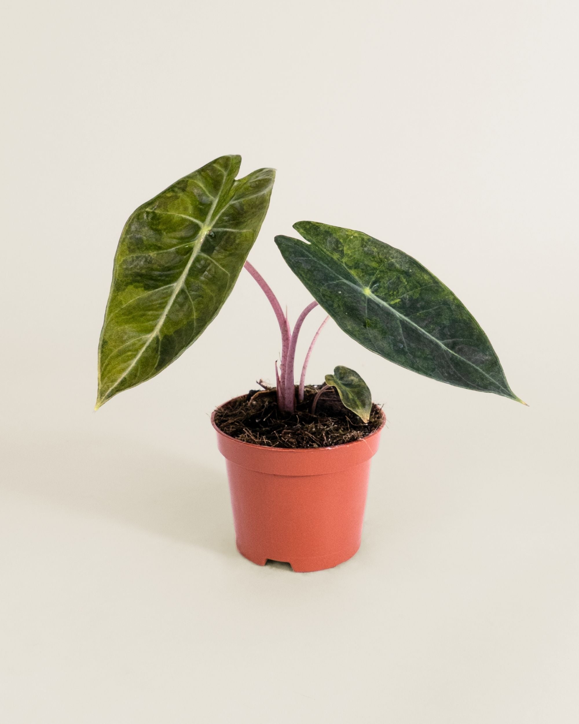 Alocasia Nairobi Nights Variegata